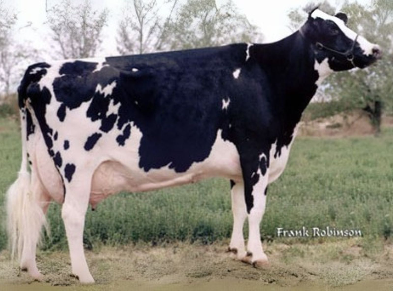 CANYON BREEZE EMORY AUGUST ET EX-92 - AVÓ DO SONY