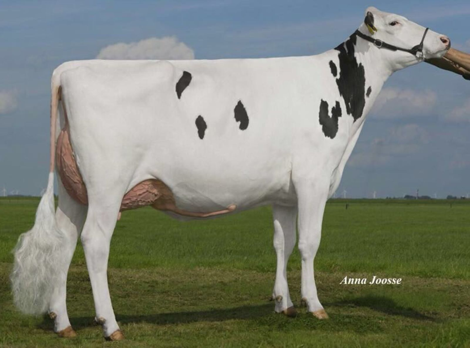 HOLEC PALMAS VG-87 - IRMÃ COMPLETA DO KILO