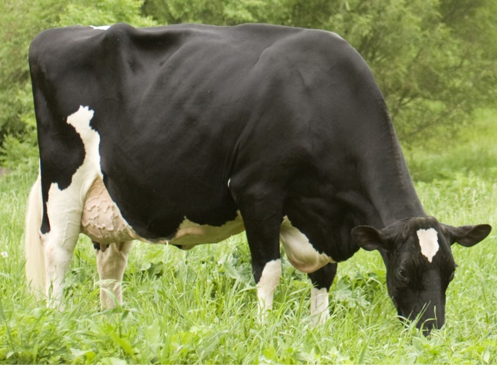 DA FAMÍLIA DE REGANCREST-PR BARBIE - EX 92