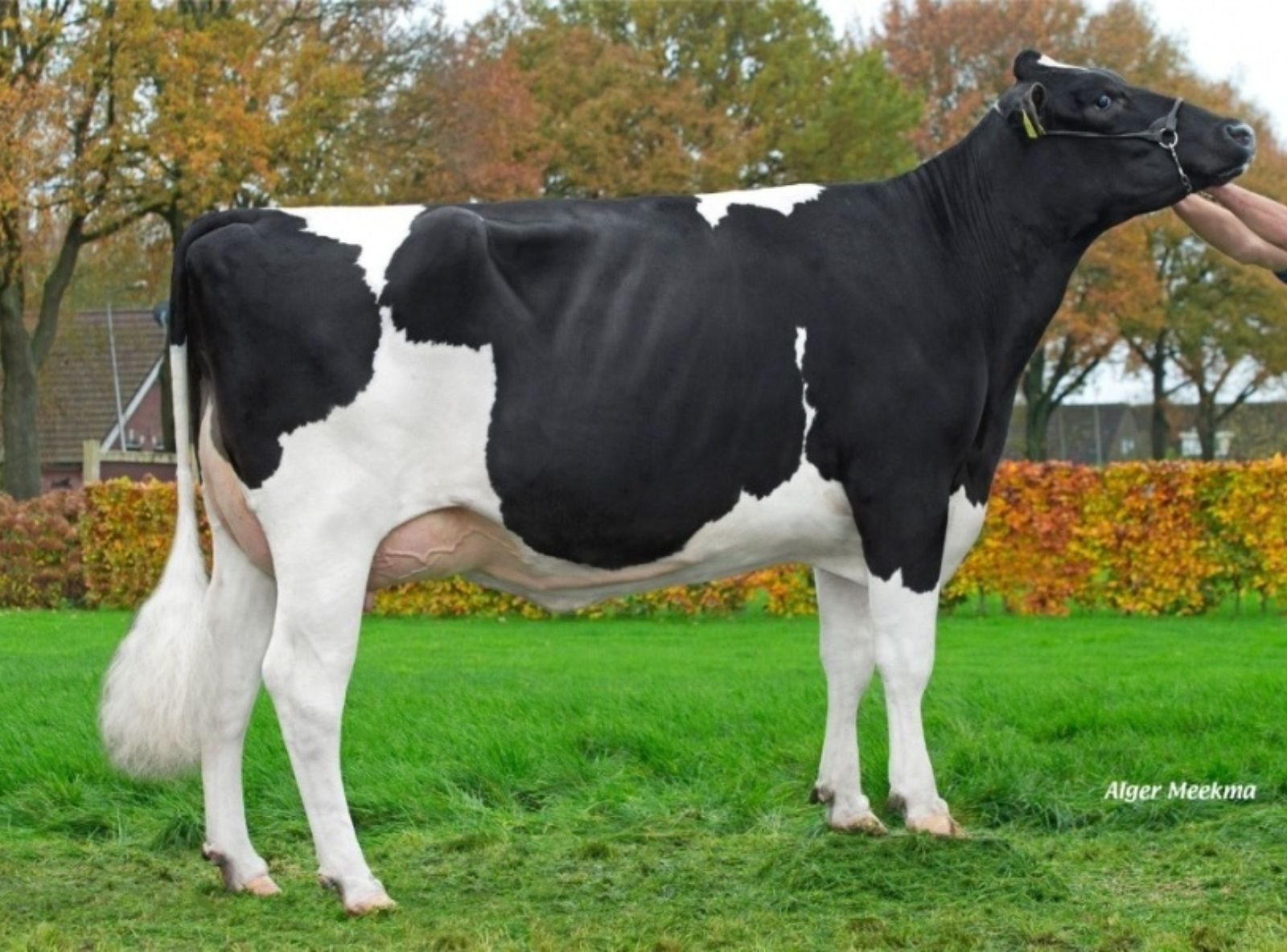 KLAEITERPER DELTA JAVINE - MÃE DO BUTRON