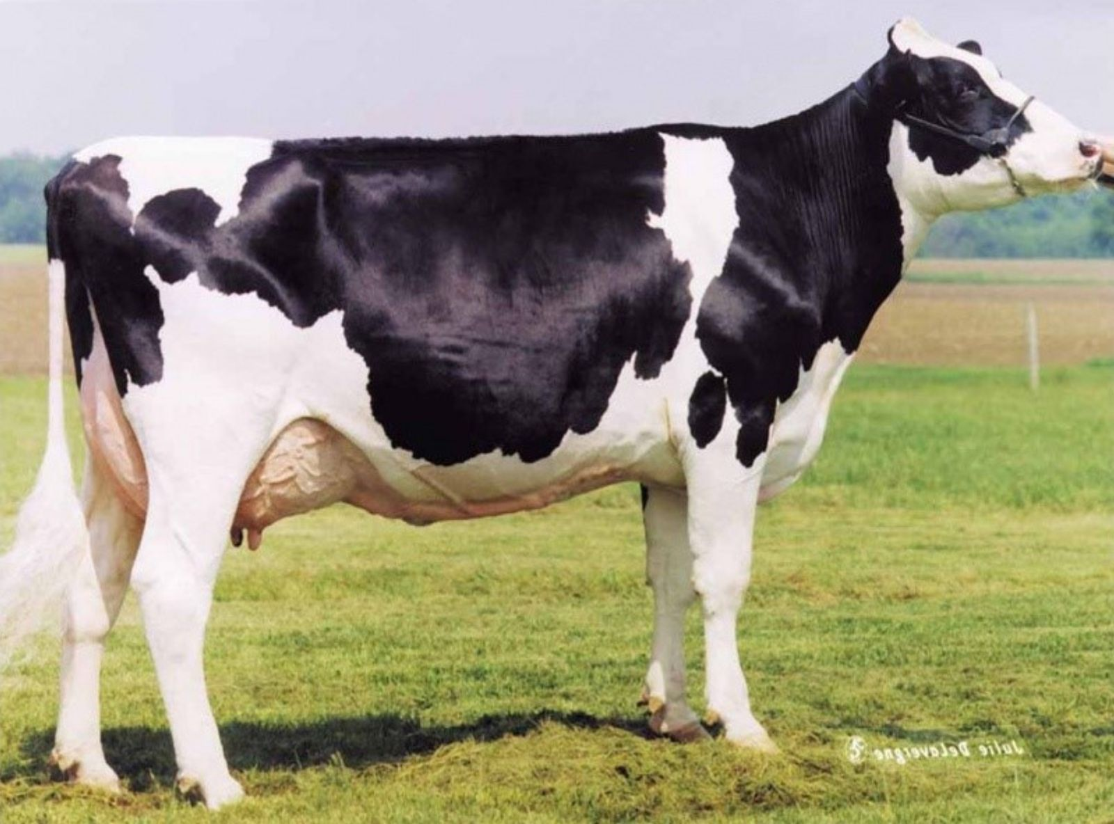 DIXIE LEE ASPEN ET EX-92 - ORIGENS DO COMANCHE