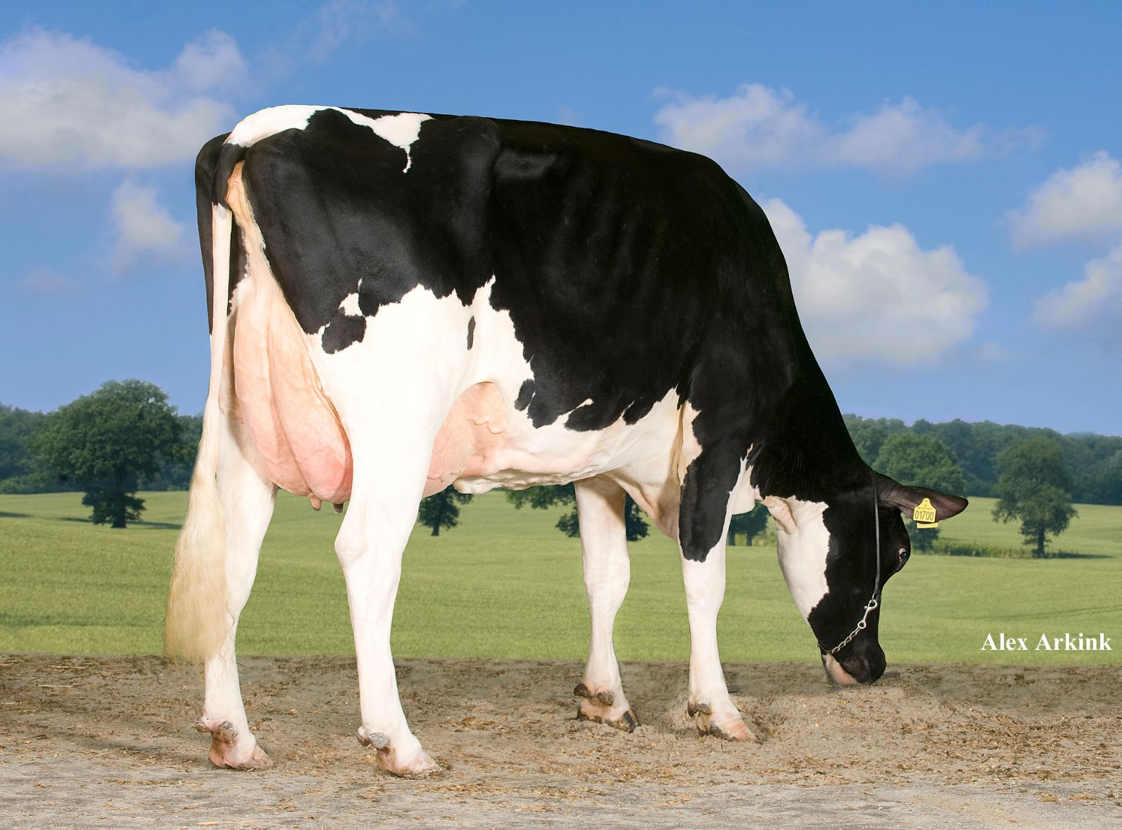 TIRSVAD STOLJOC NEMO MB-87 - BISAVÓ DO SANTI