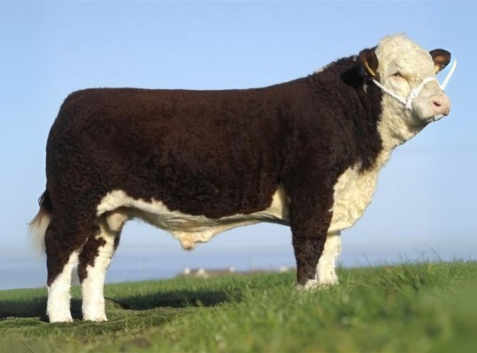 REMITALL SUPER DUTY 42S (CRIATÓRIO GOULDINGPOLL HEREFORDS) - PAI DO SKY HIGH