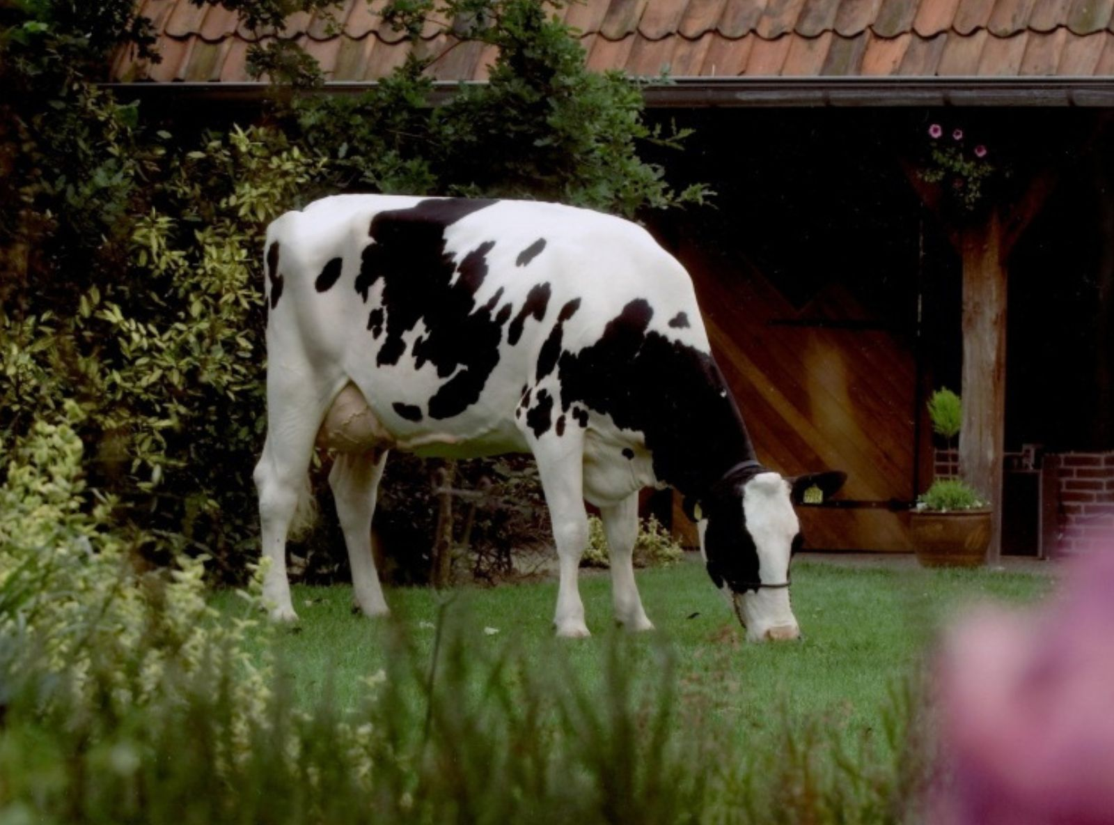 ETAREGGE KIAN ASMIRA 4 VG-87 - ORIGENS DO COMANCHE