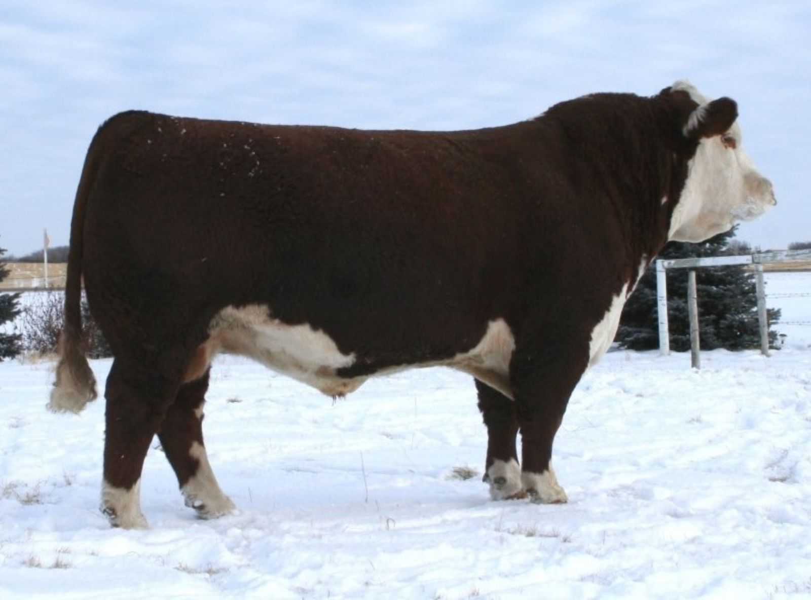 REMITTAL SUPER DUBY 42S - AVÔ MATERNO DO KEN