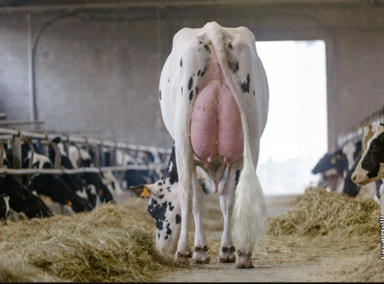 ISOLABELLA CICALA (SOUND SYSTEM) VG86 - MÃE DO BRUNELLESCHI