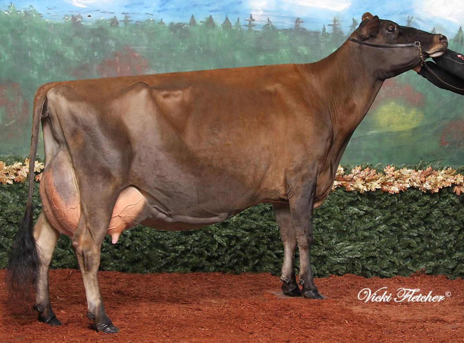 AVONLEA RENAISSANCE KOOKIE ET EX-92 - IRMÃ DA AVÓ DO FIJI
