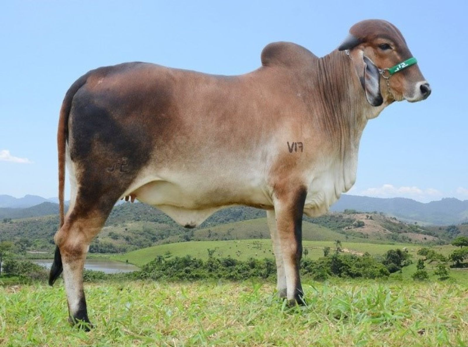 SAIA FIV SILVANIA - IRMÃ DO URANO