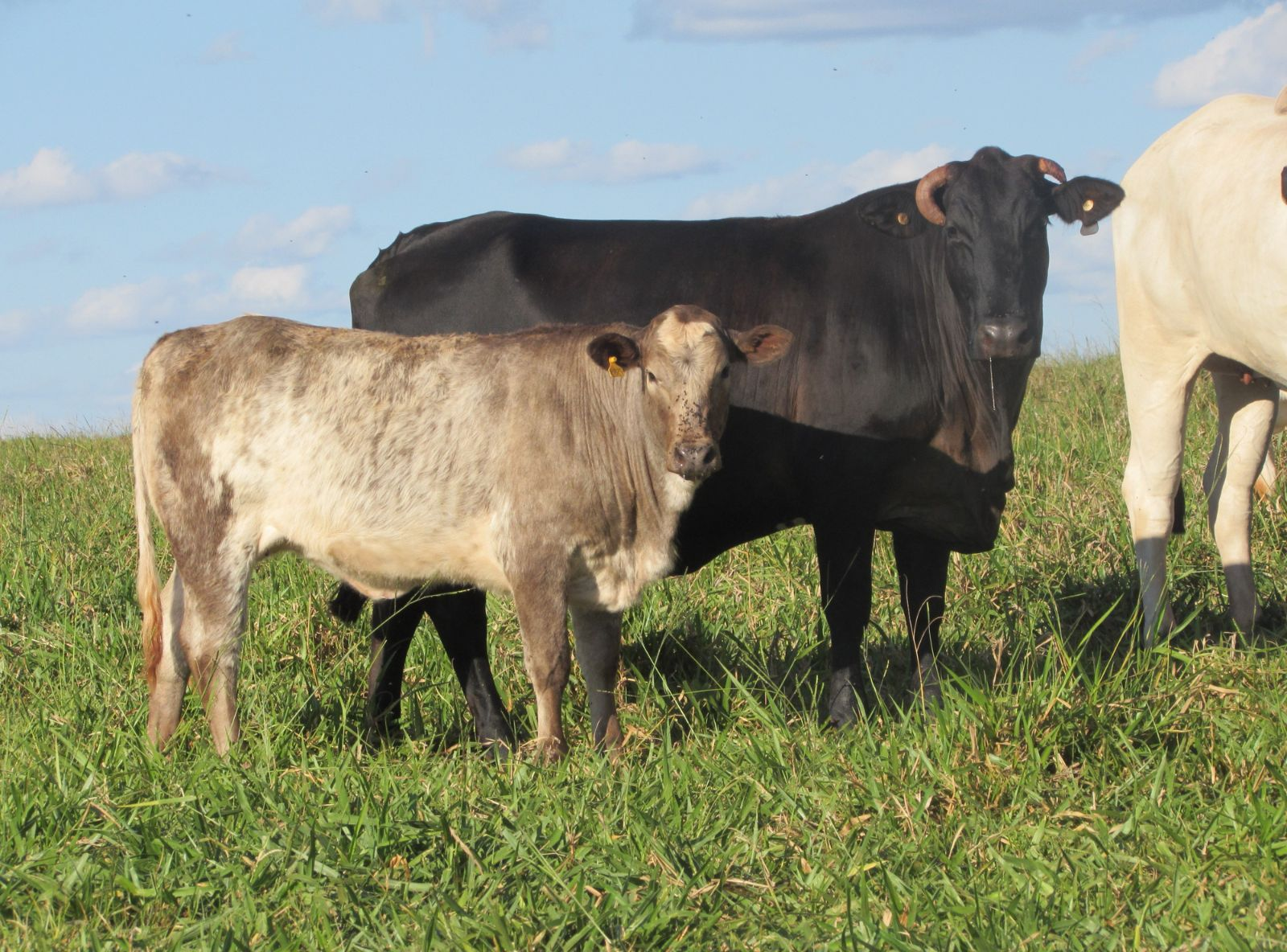 TRICROSS - FILHO DO VLADIMIR