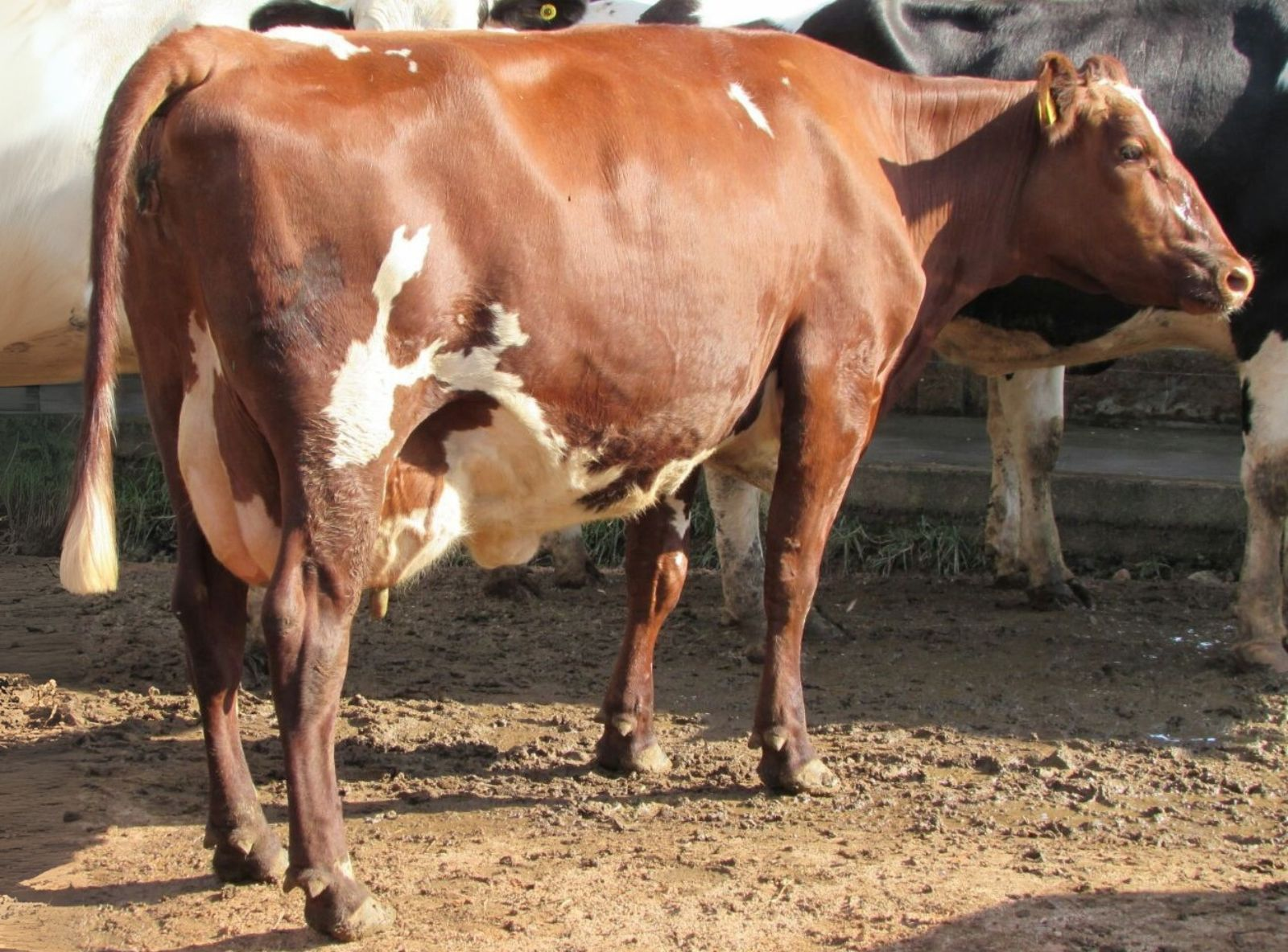 FILHA 3/4 EM VACA TORNADO