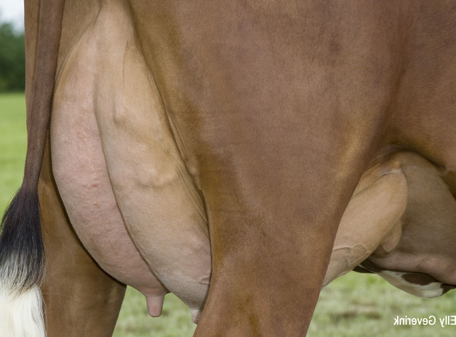 R FACET 53660-02425 FRA DRIFTSFAELLESSKABET GRAADAHL IS KIBAEK