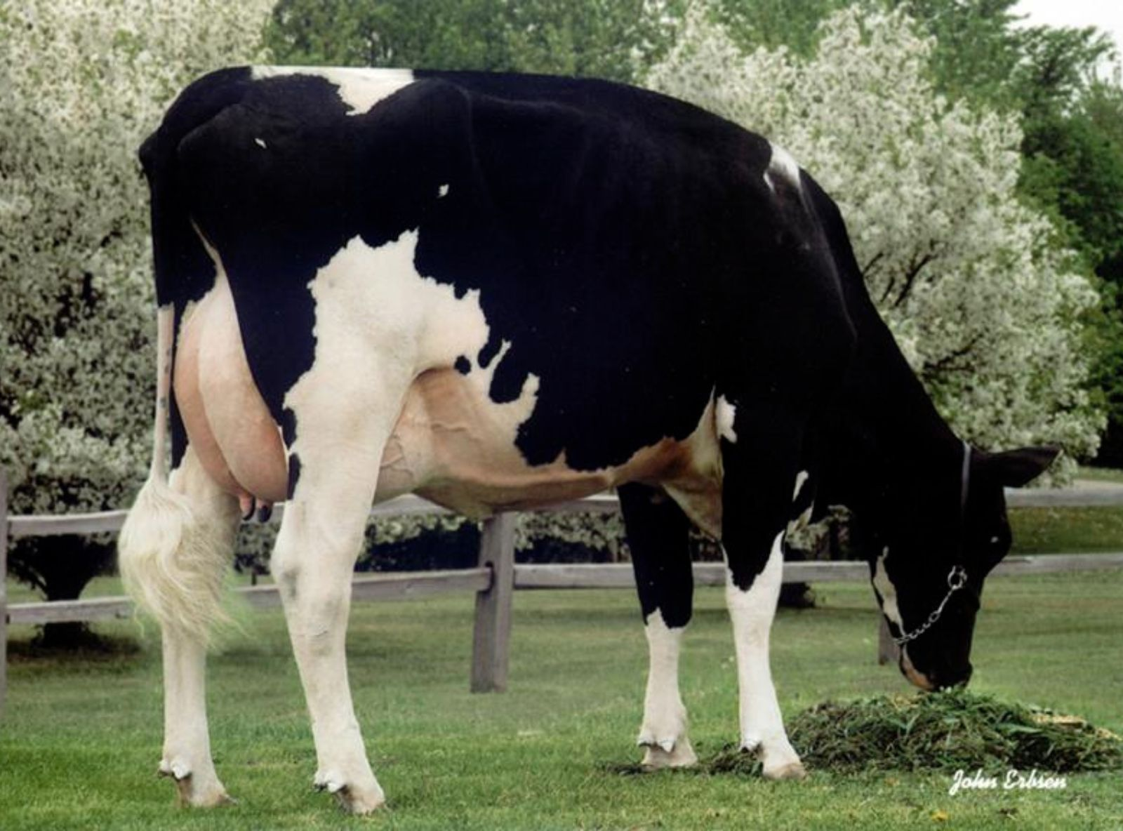 RALMA CHRISTMAS FUDGE ET VG-88 - AVÓ DO SINGAPUR