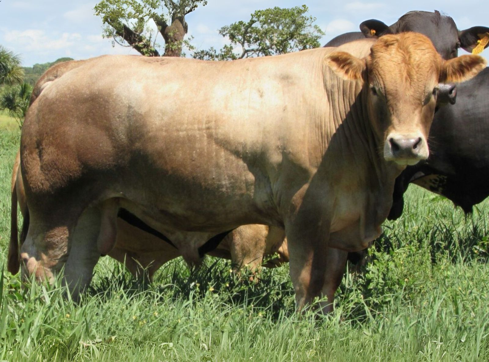 PROGÊNIE DO VLADIMIR