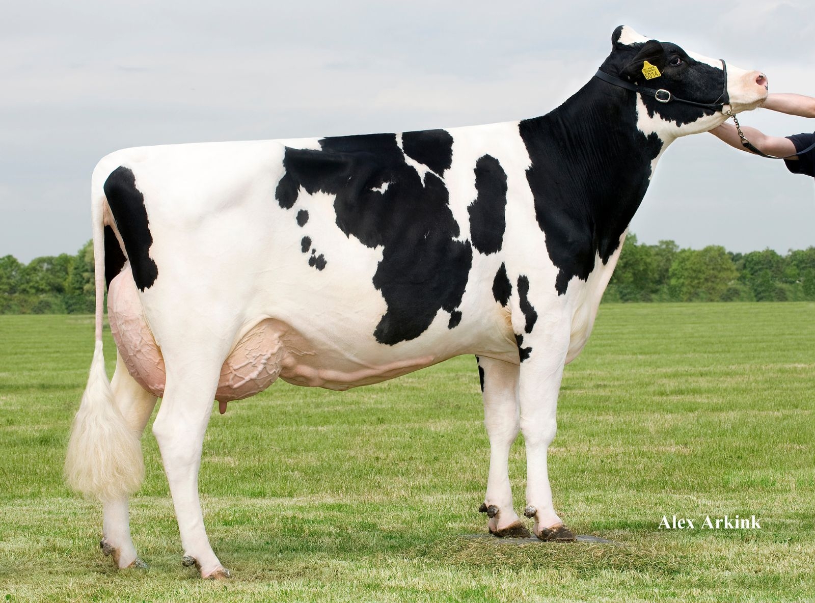 HOLBRA HEIDE 2 (EX-91) - MÃE