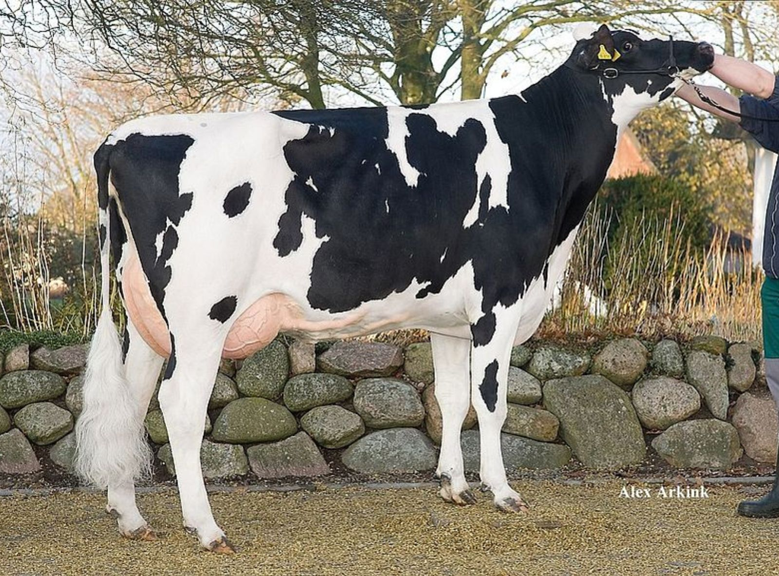 THH OUVERTURE VG 86 - AVÓ DO BONBON