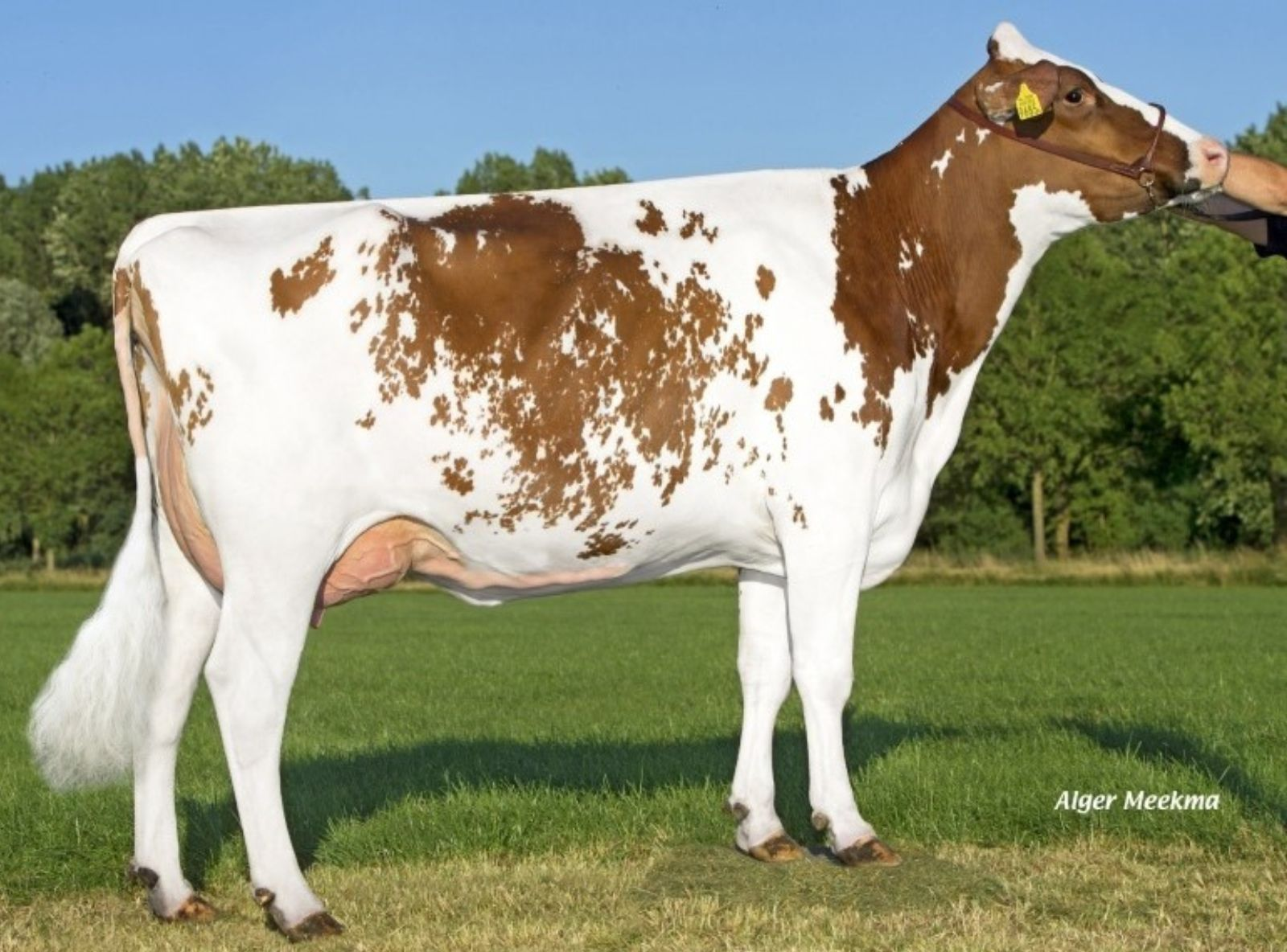 FLOXY RED - AVÓ DE WI FI