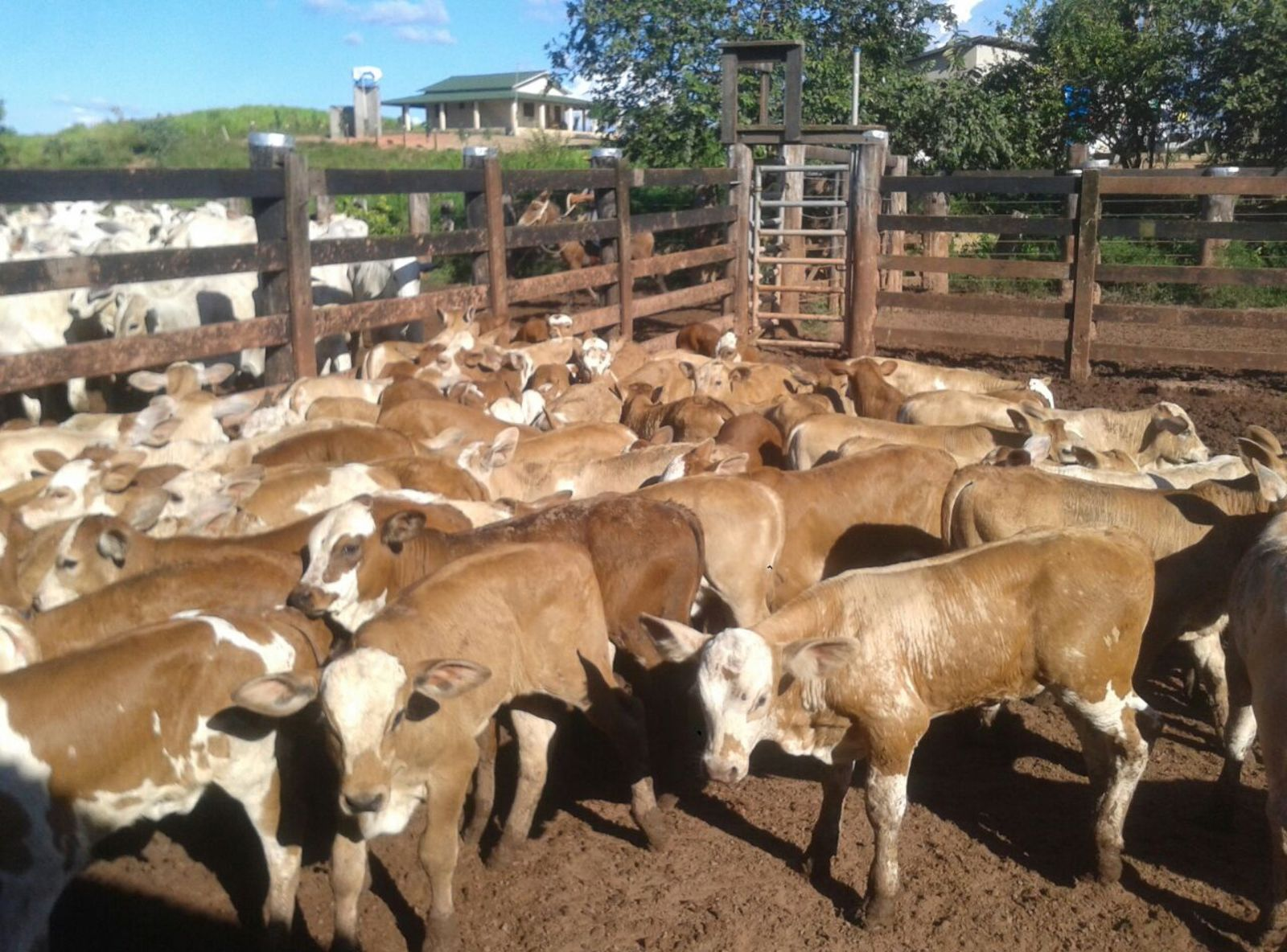 PROGÊNIE DO GOLOSO 45 DIAS