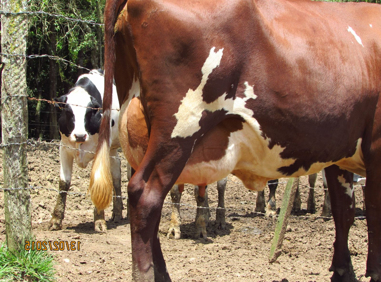 FILHA 3/4 EM VACA TORNADO