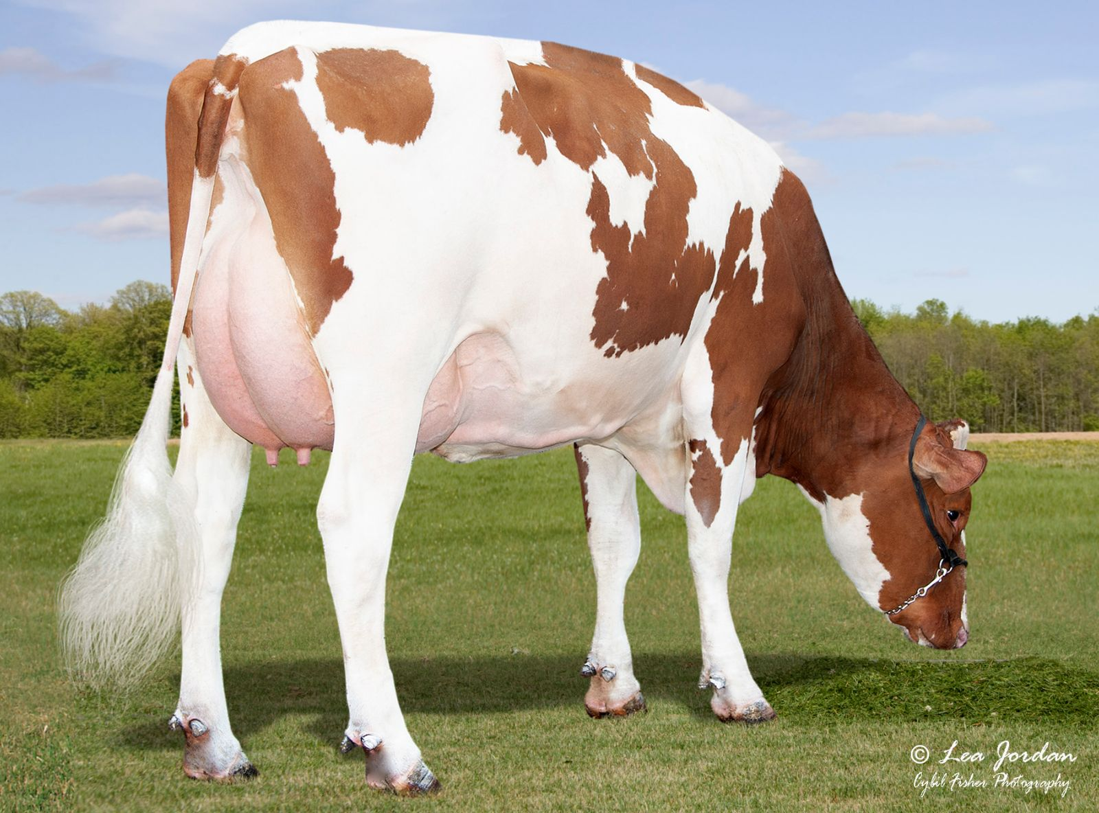 AOT REBEL HYCROFT RED - MÃE DE HATHAWAY RED