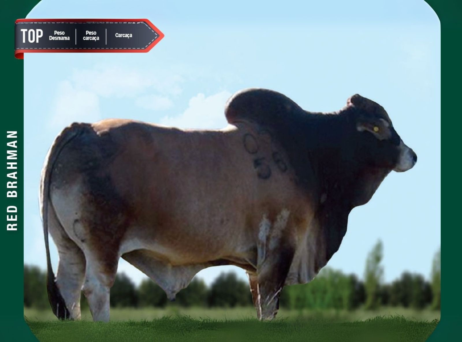 CBV 02-0556 GANDHI XL