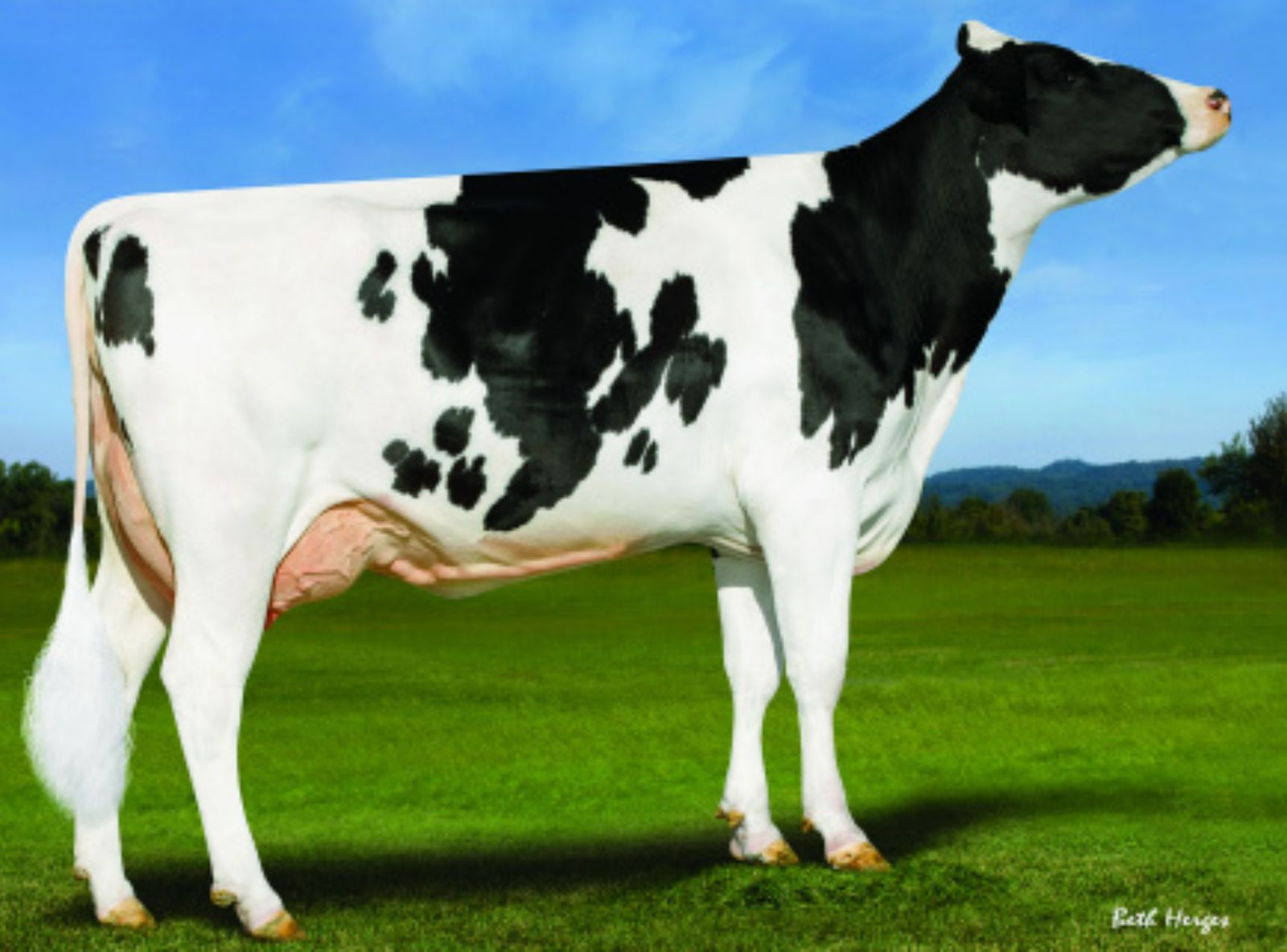 SHEPERD (DAM PINE TREE 7019 MEDL 7883 ET)