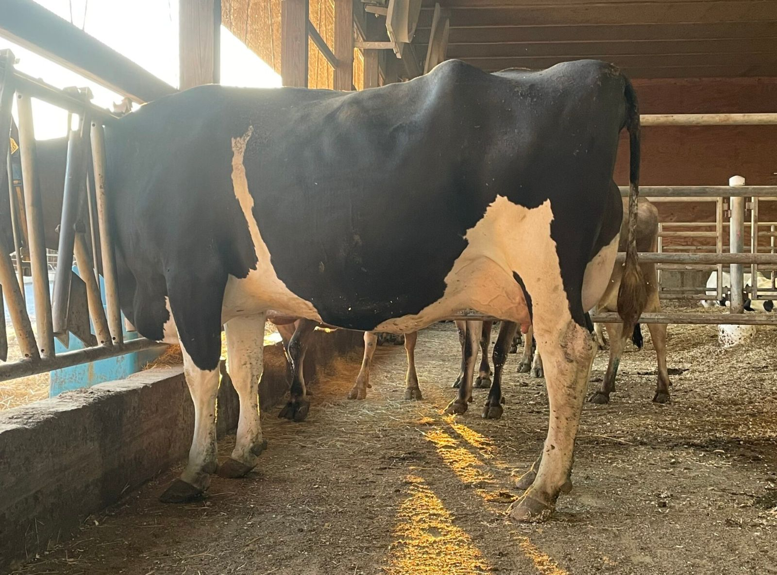 PEN COL G 6165 - MÃE DE CHERRY