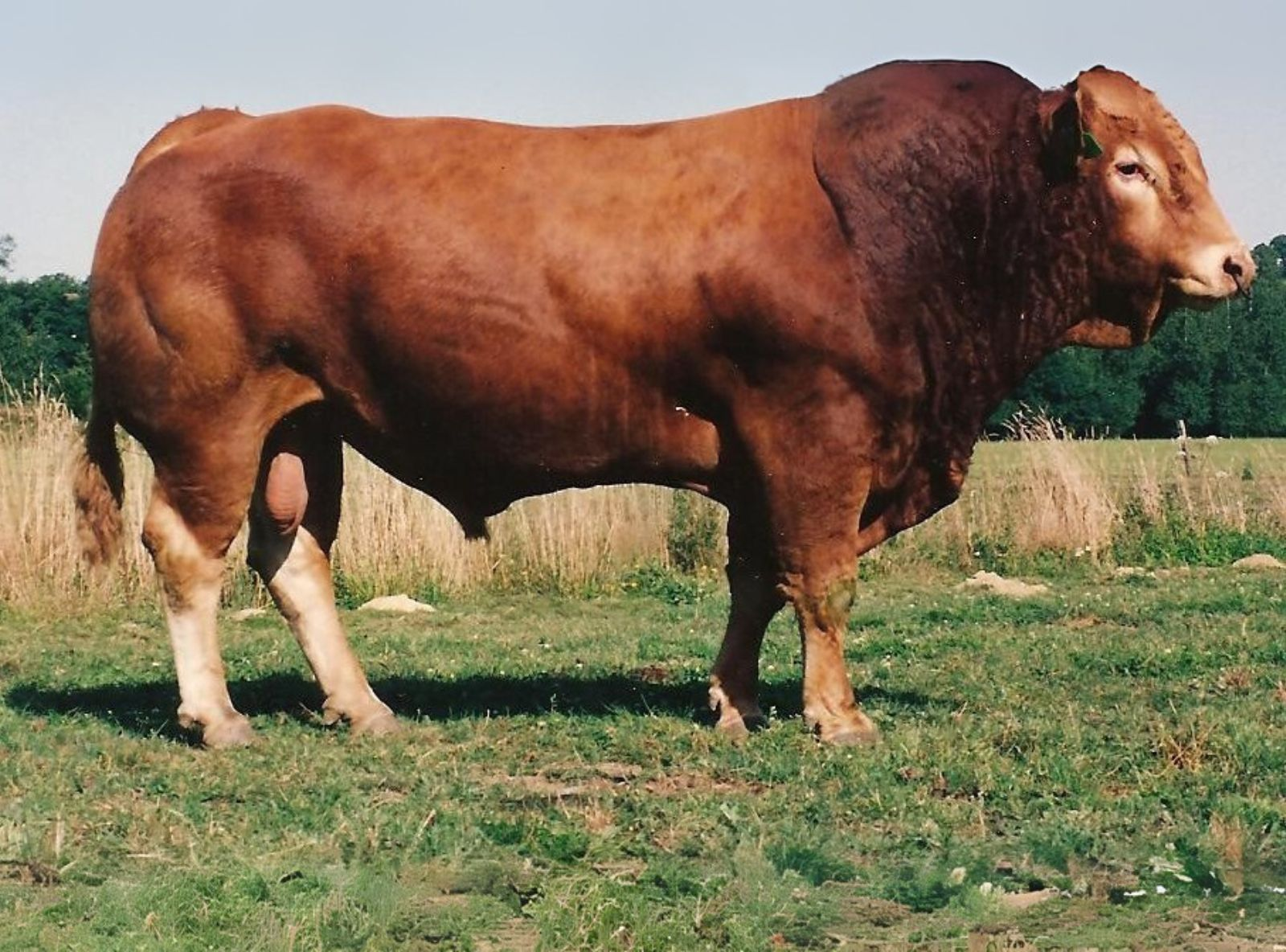 ESPOIR - FILHO DO ARTISTE