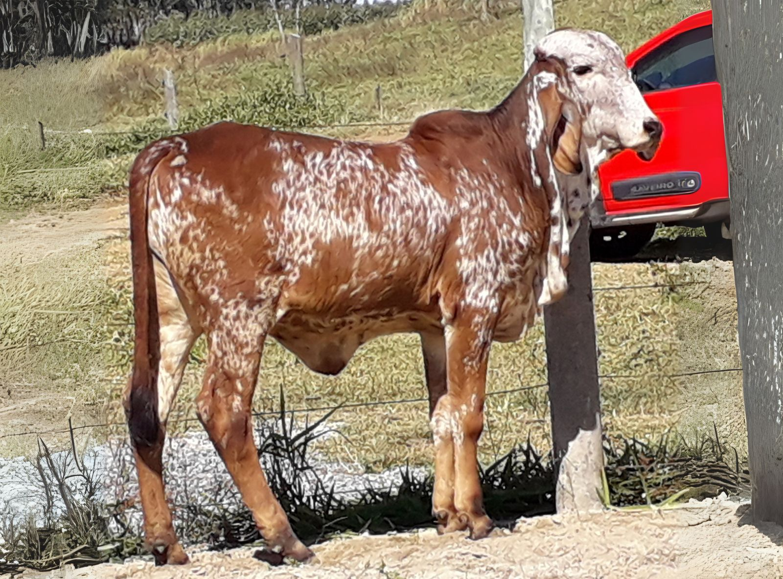 UFANIA SILVANIA - FILHA DO SABINO