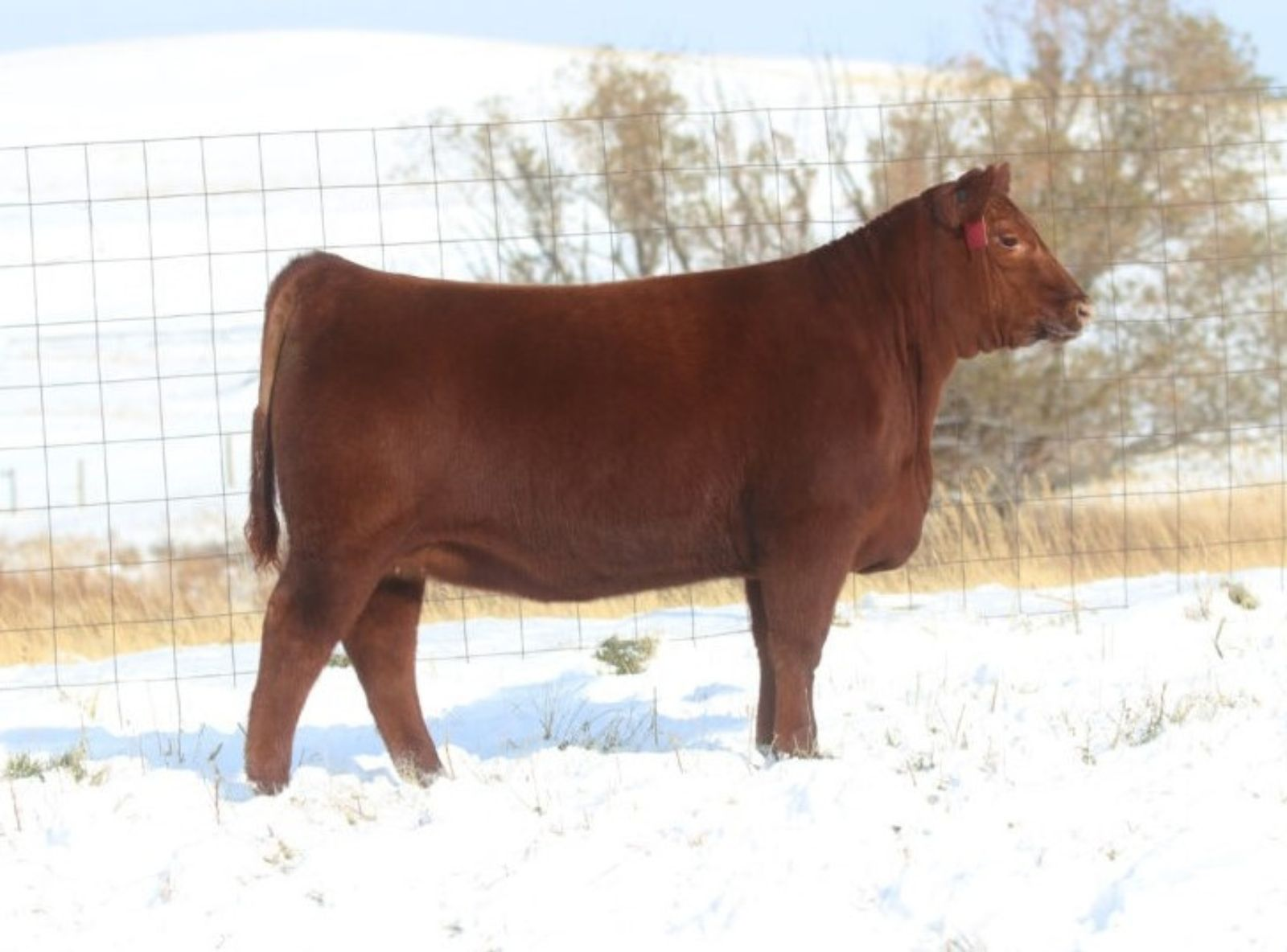 RED SIX MILE MS TAFFETA 419H