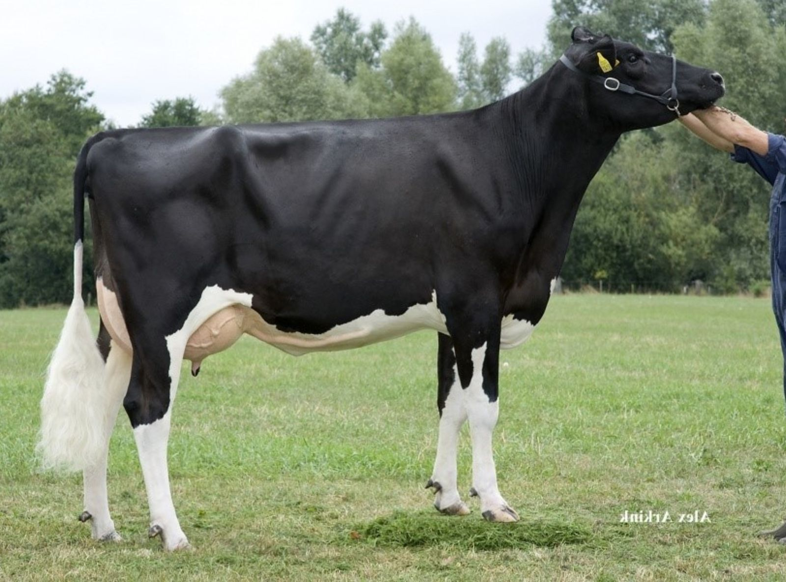 ETAREGGE ARROYO A MARIBEL VG-87 - TATARAVÓ DO COMANCHE