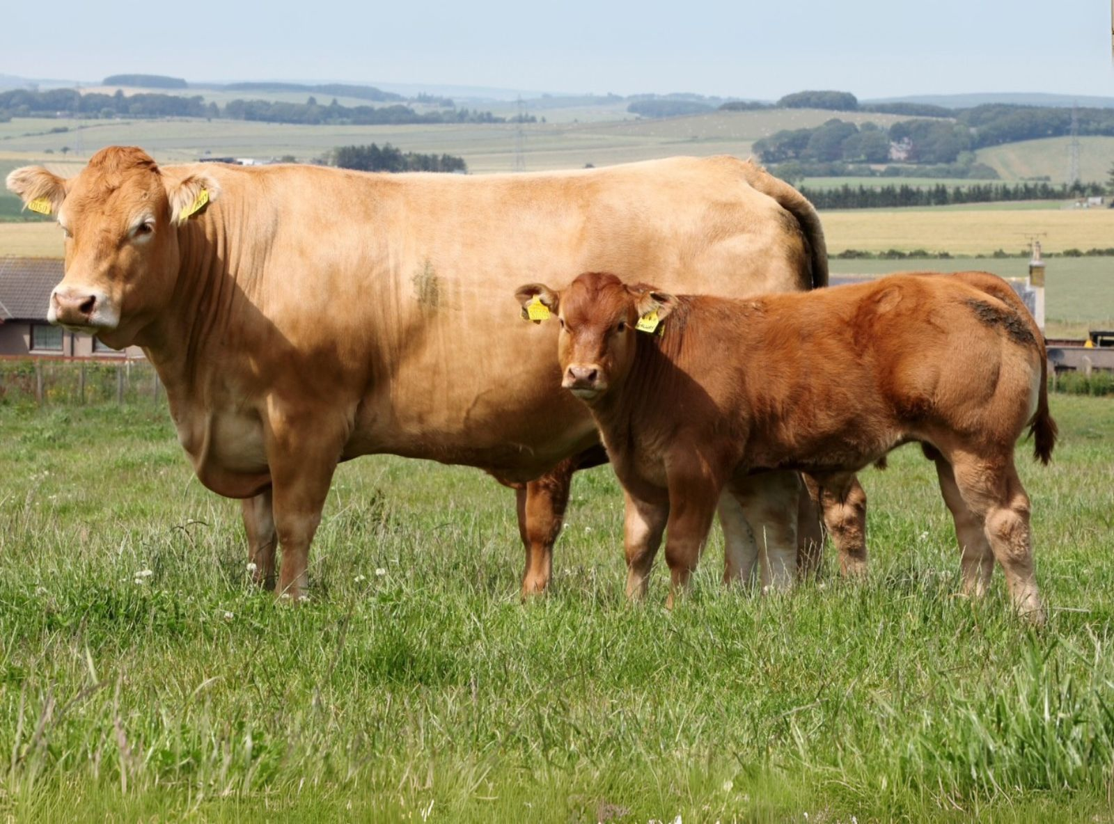 FILHA DO AMIRAL PARIDA