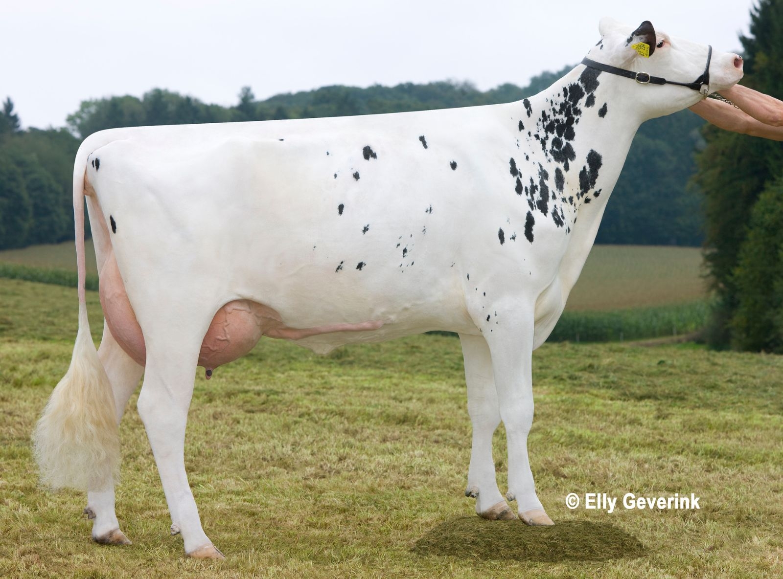 GIN SNOWMAN ARBEITERIN VG85_AVÓ DO BAHIA