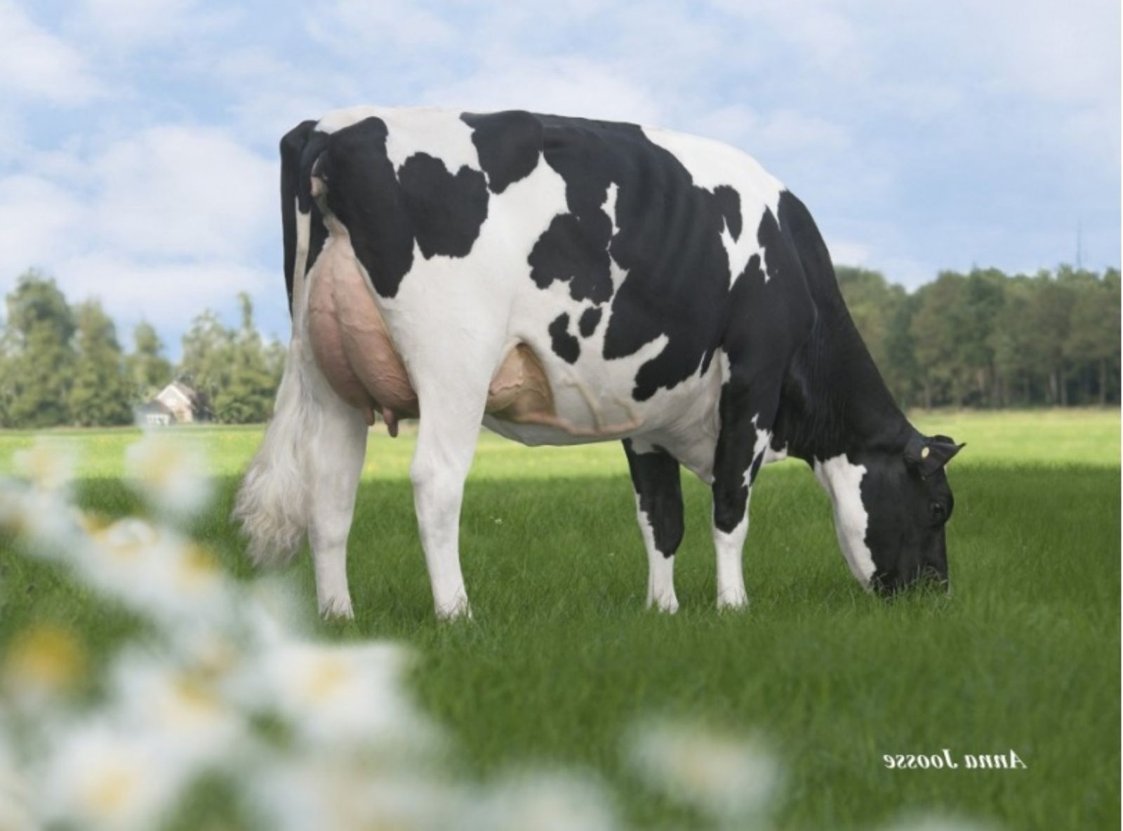 DE OOSTERHOF DG ROSE MB-87 - MÃE DO ASTERIX