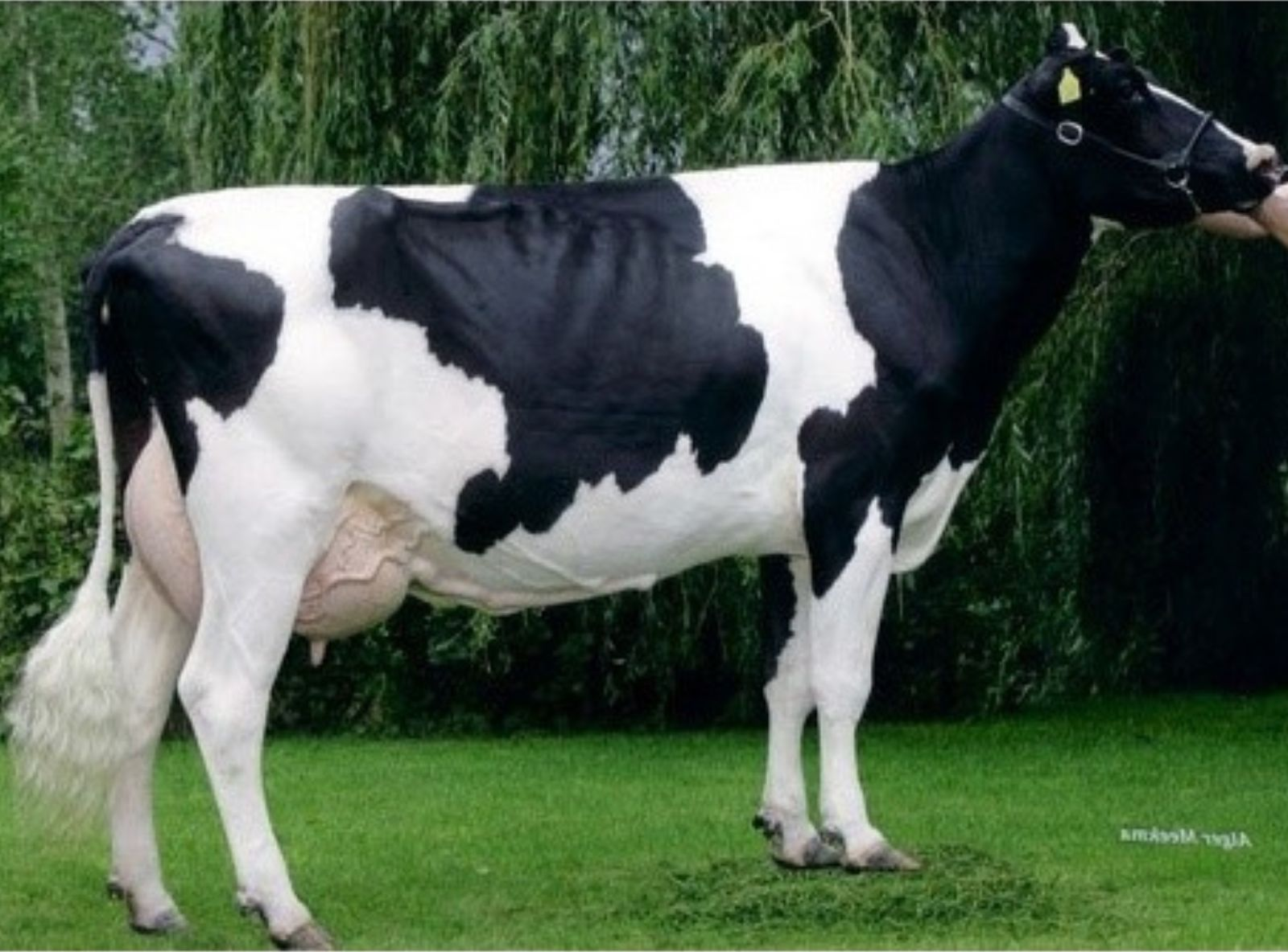 DE BIESHEUVEL DELTA JAVINA VG 88 - ORIGENS DO DOLOMITA