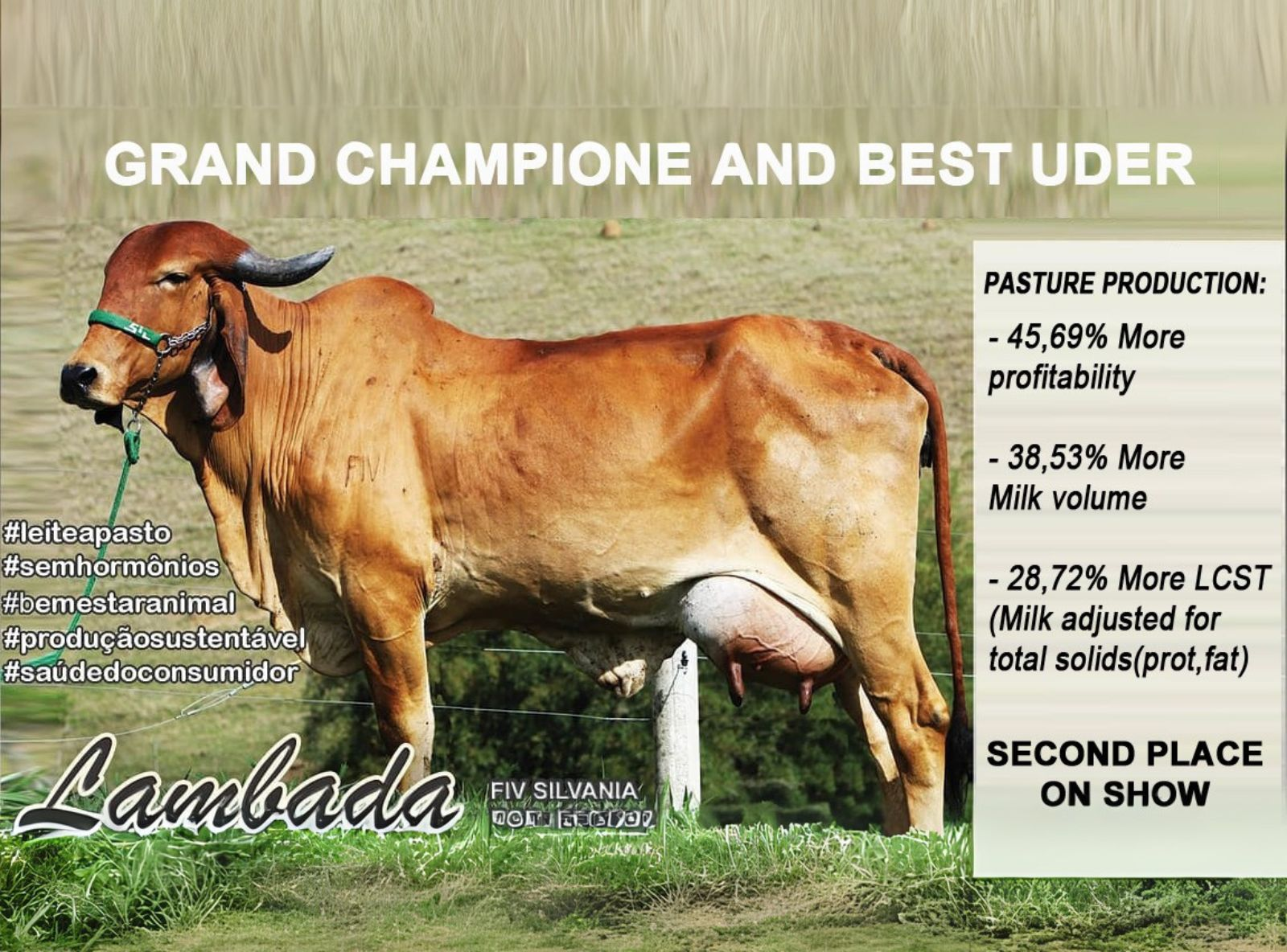 LAMBADA FIV SILVANIA - FOTO DA MÃE DO URANO