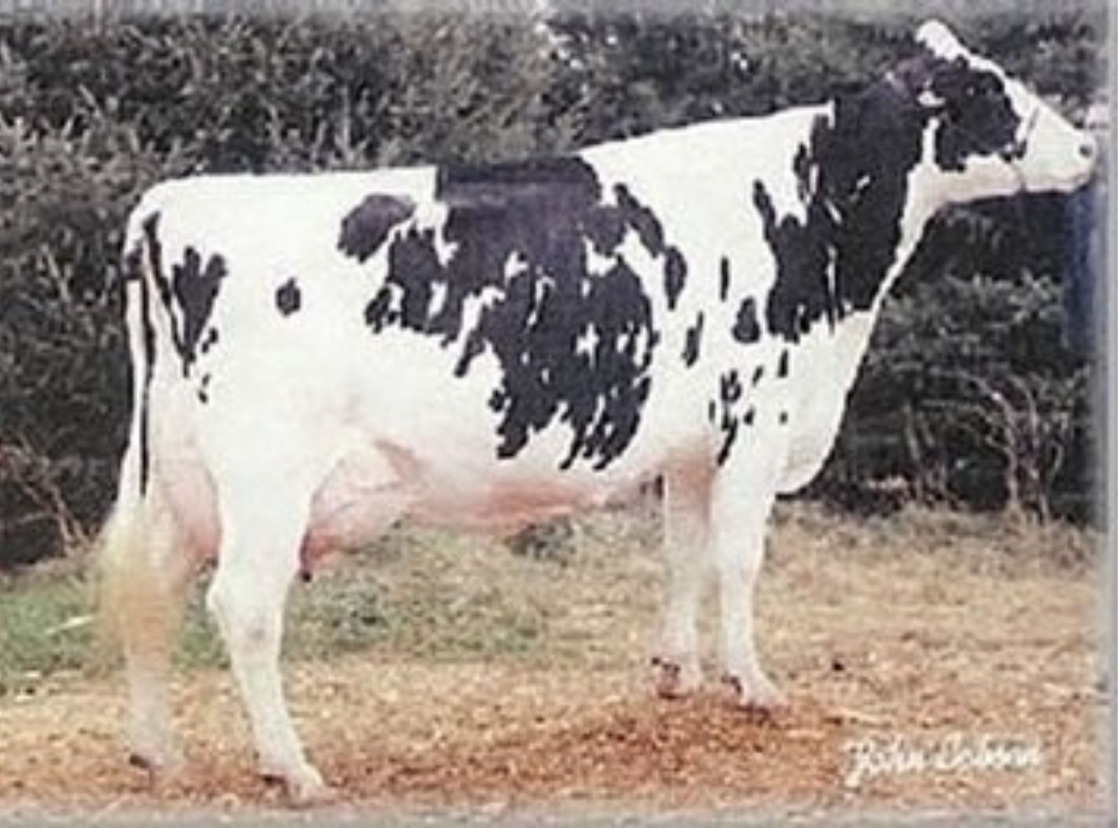 HENKESEEN M HILLARY (EX-94) - 5ª MÃE