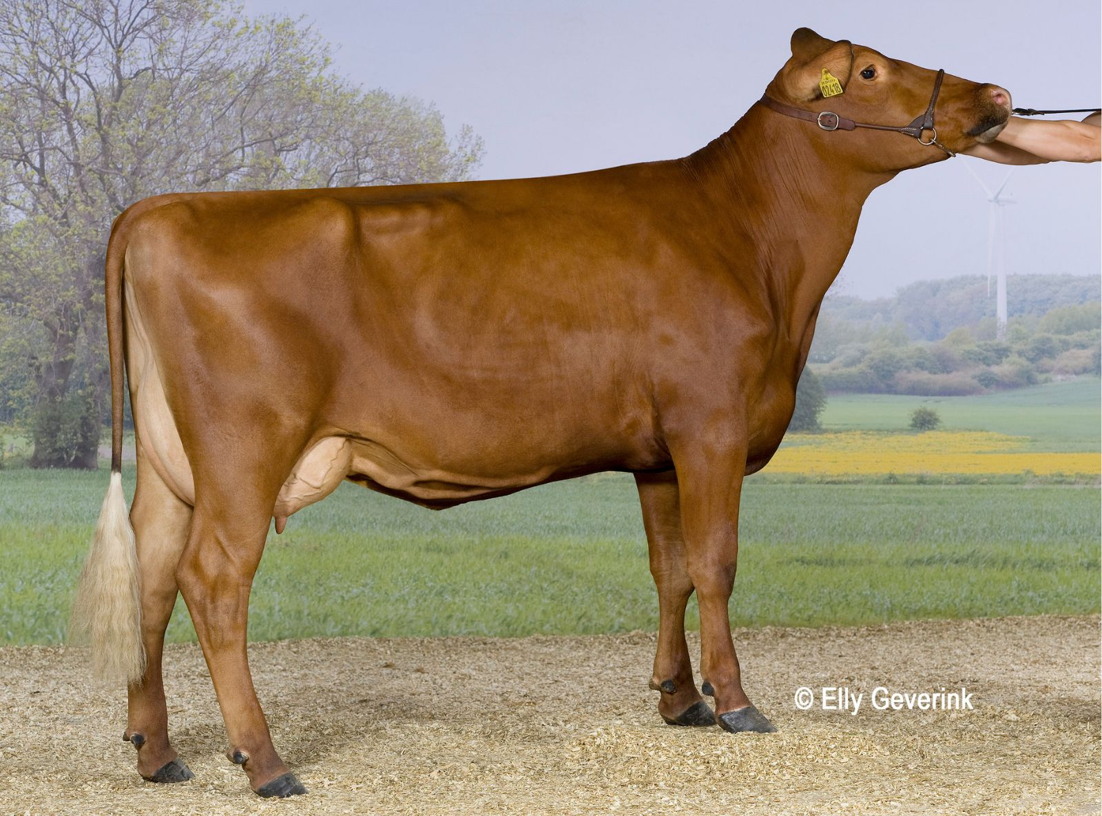 R FACET 41074-02418 IS TANGELEV ROSLEV