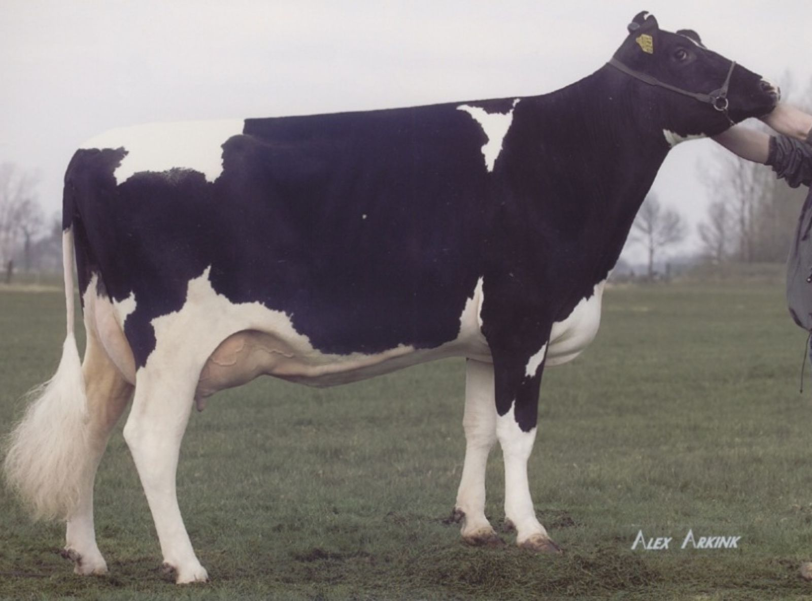 SUNDAY ALH PRUDENCE MB-88 -  5ª MÃE DO ASTERIX