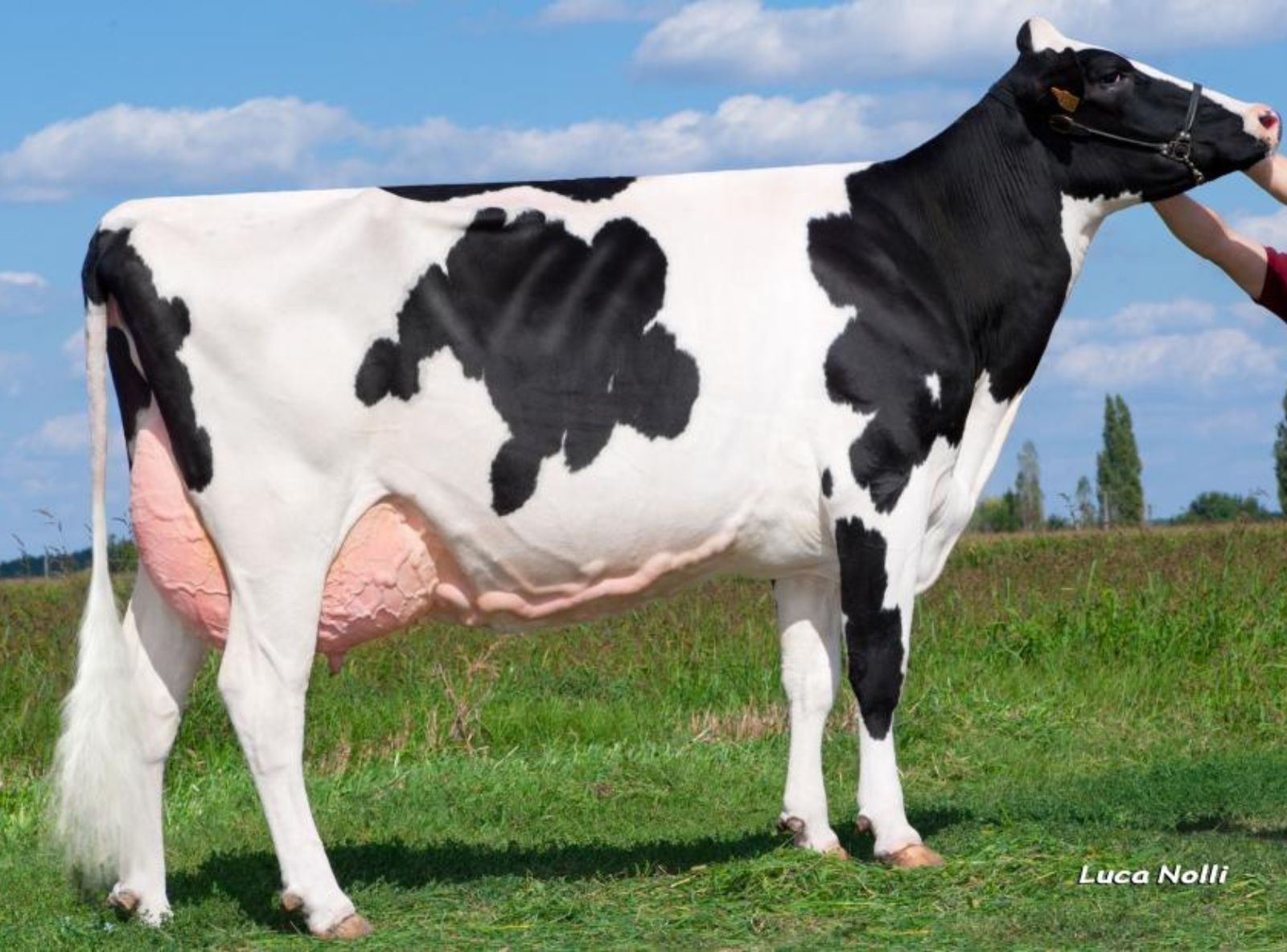 PESS FARM BOLTON NEMETY