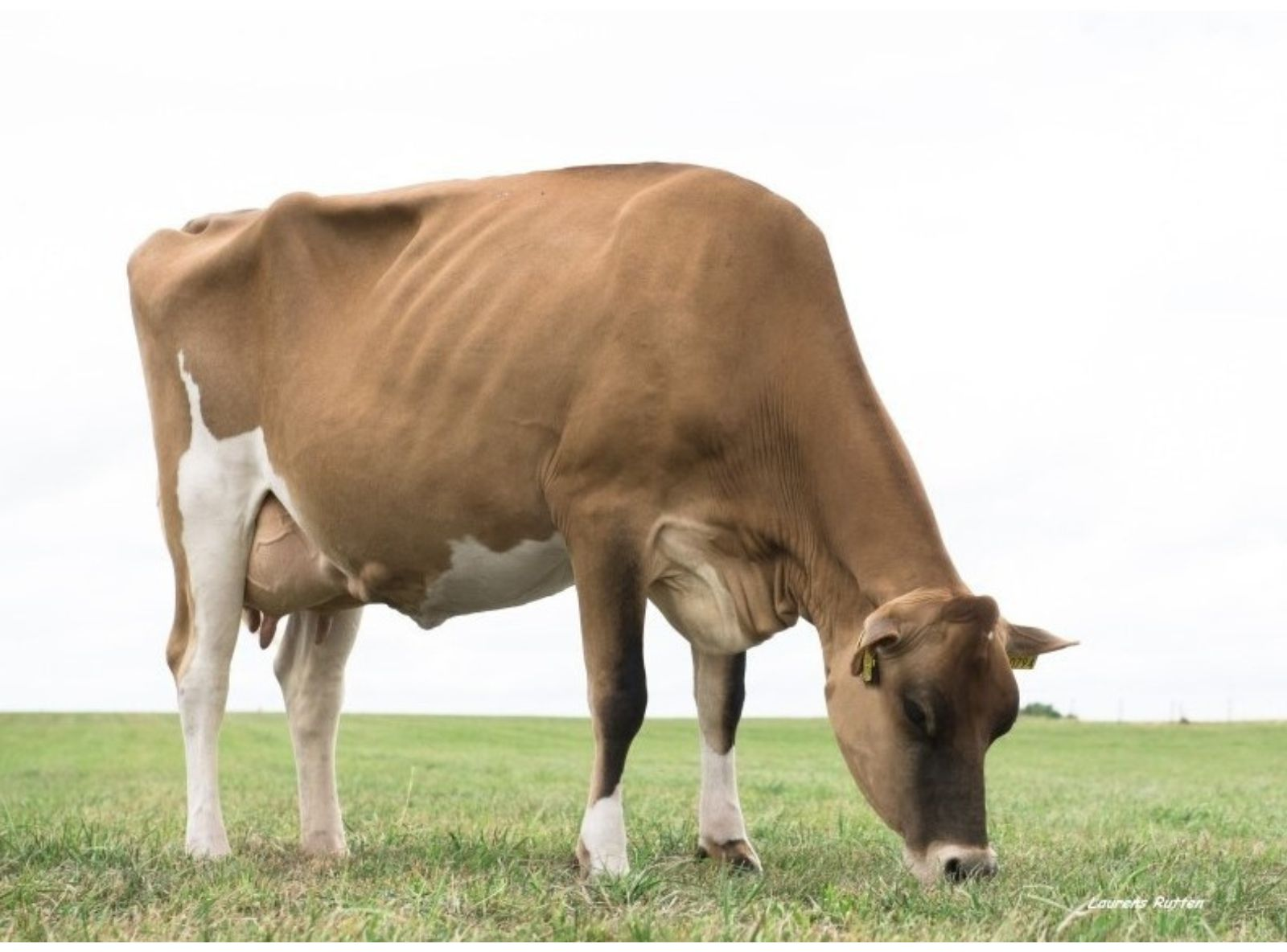 BEECHROW TEQUILA RUMOUR - AVÓ DO OLLIE