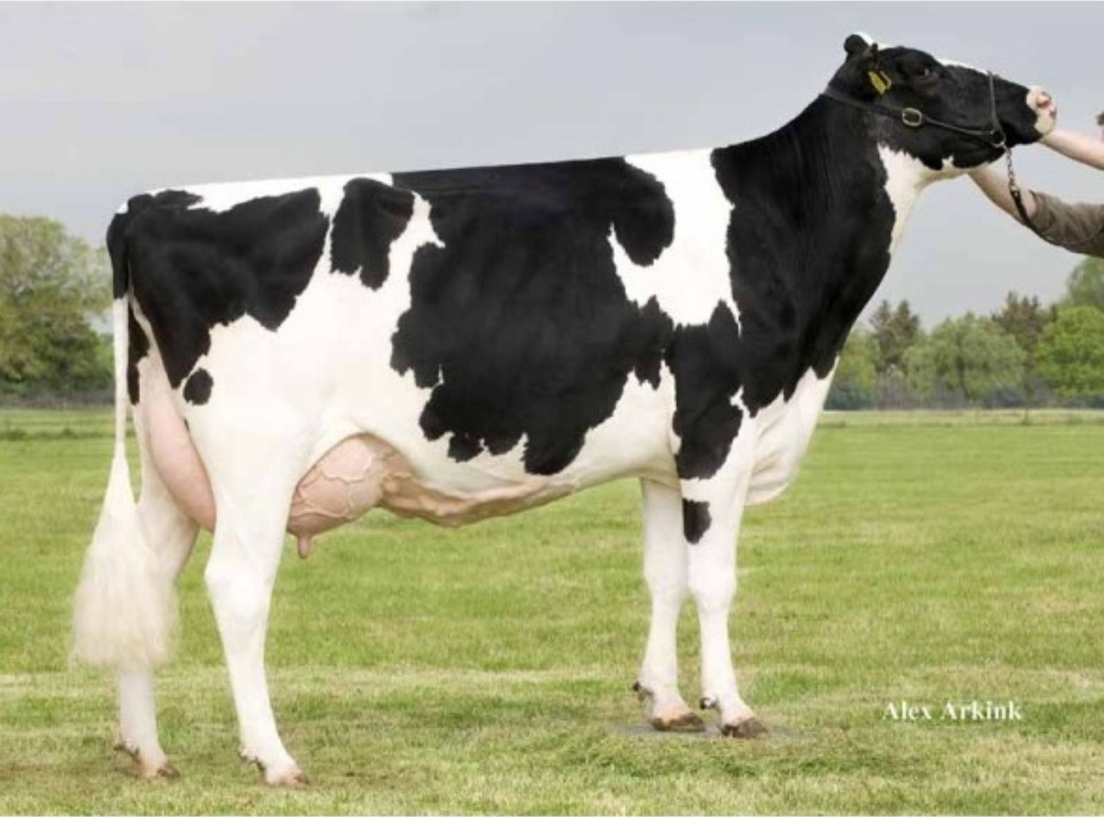 HOLBRA MASCOL PAM MB-87 - 4ª MÃE DO ASTERIX