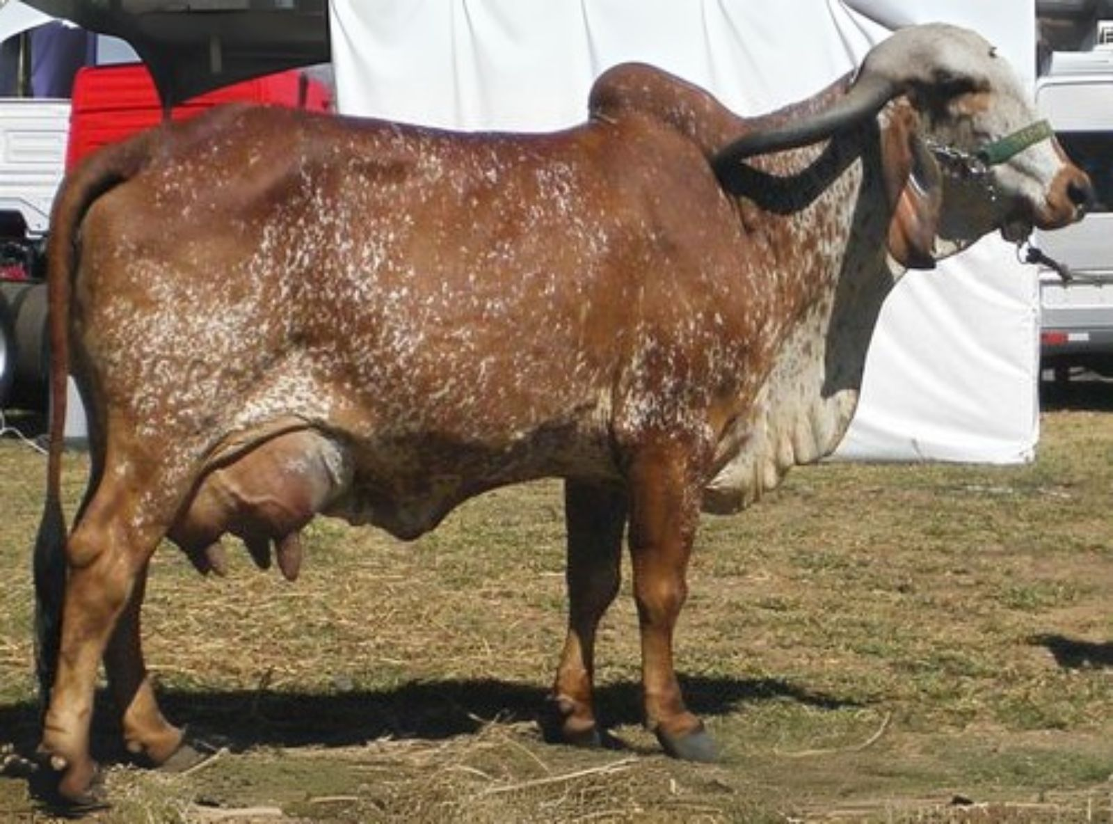 CAPITU 10.067 Kg leite - MÃE DO KADIWEU