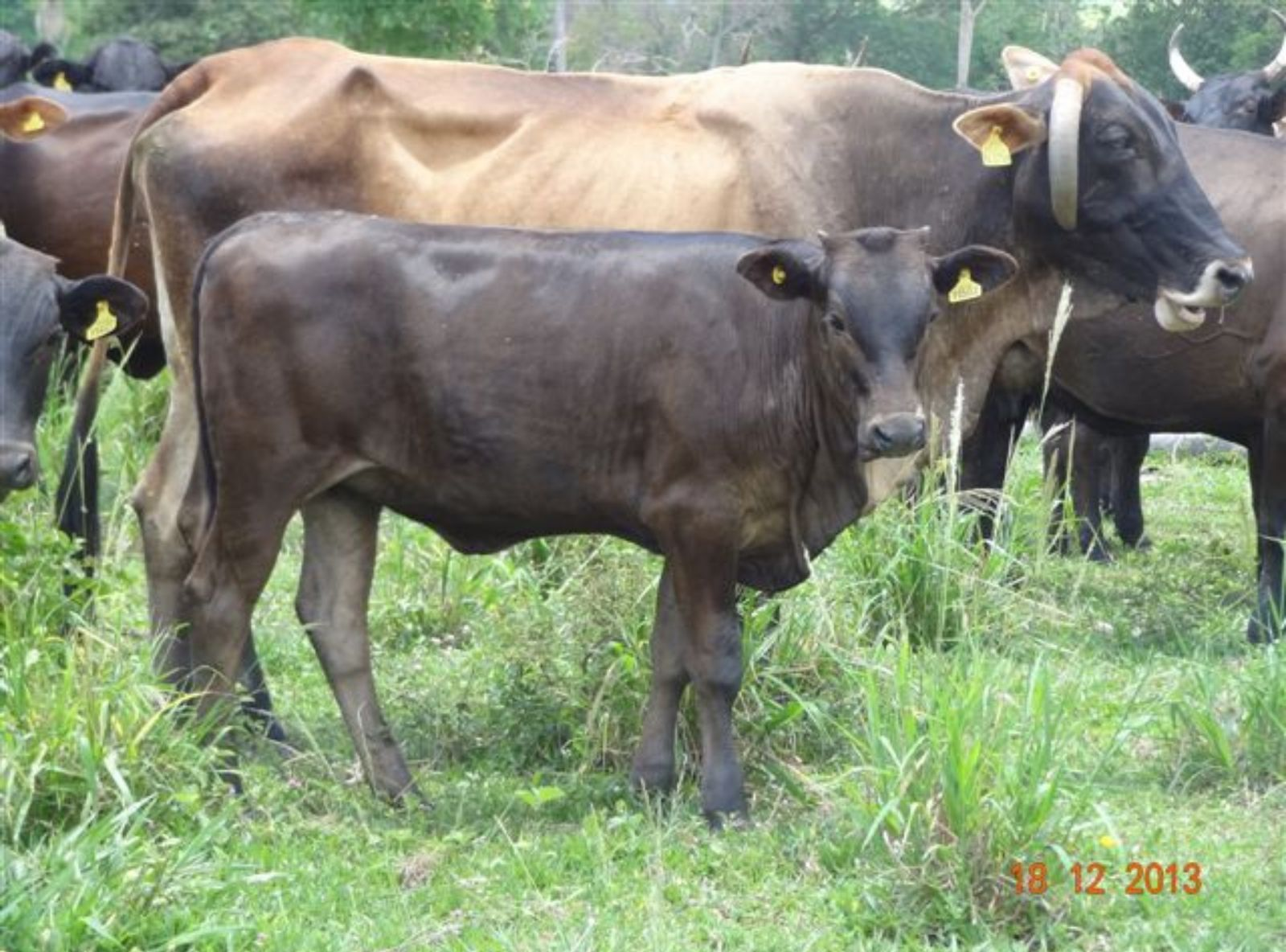 PROGÊNIE EM VACA1/2 SANGUE ANGUS X NELORE