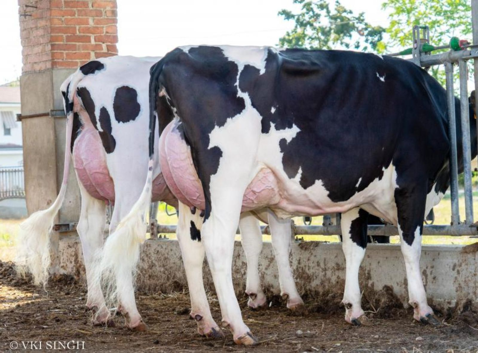 FIGLIE DI FALETTI DA PASSINE