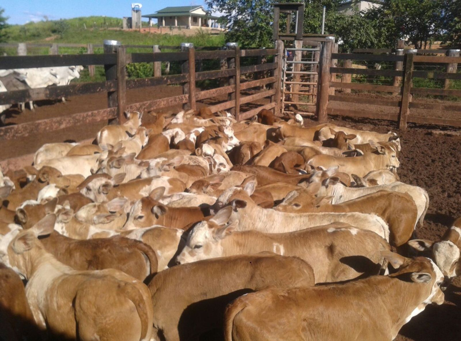 PROGÊNIE DO GOLOSO 45 DIAS