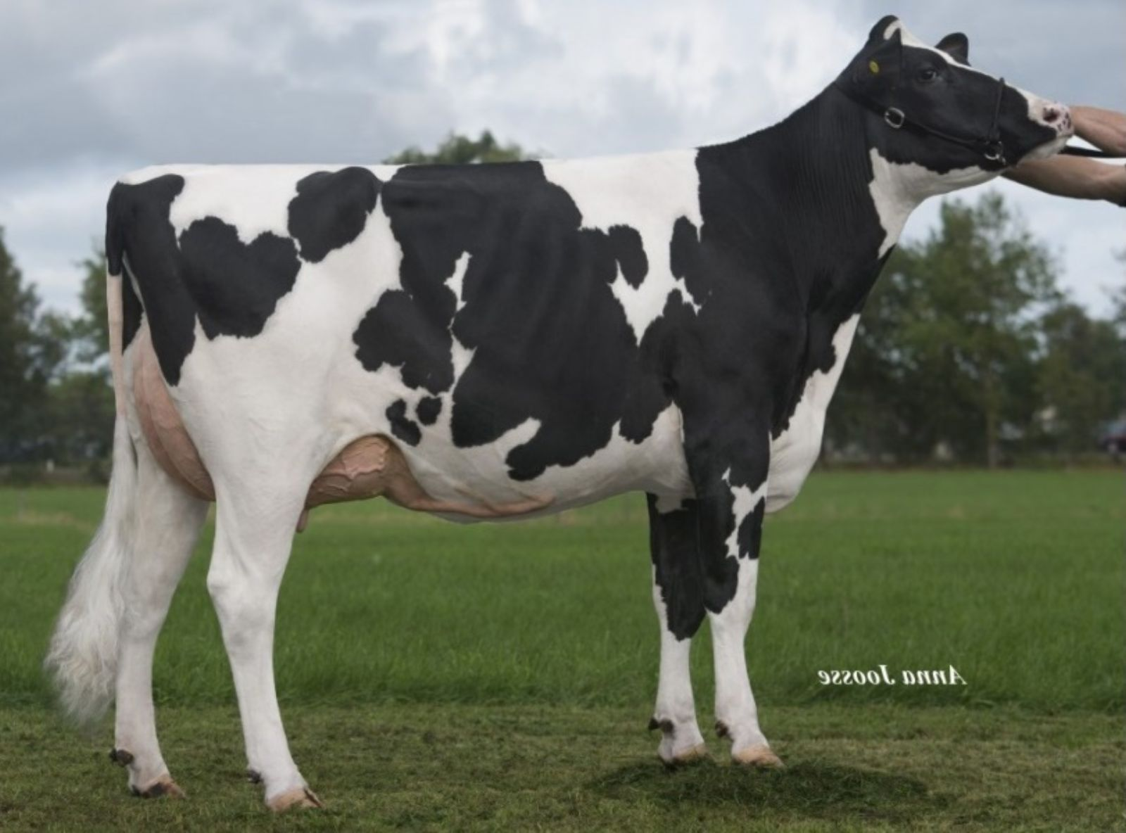 DE OOSTERHOF DG ROSE MB-87 - MÃE DO ASTERIX