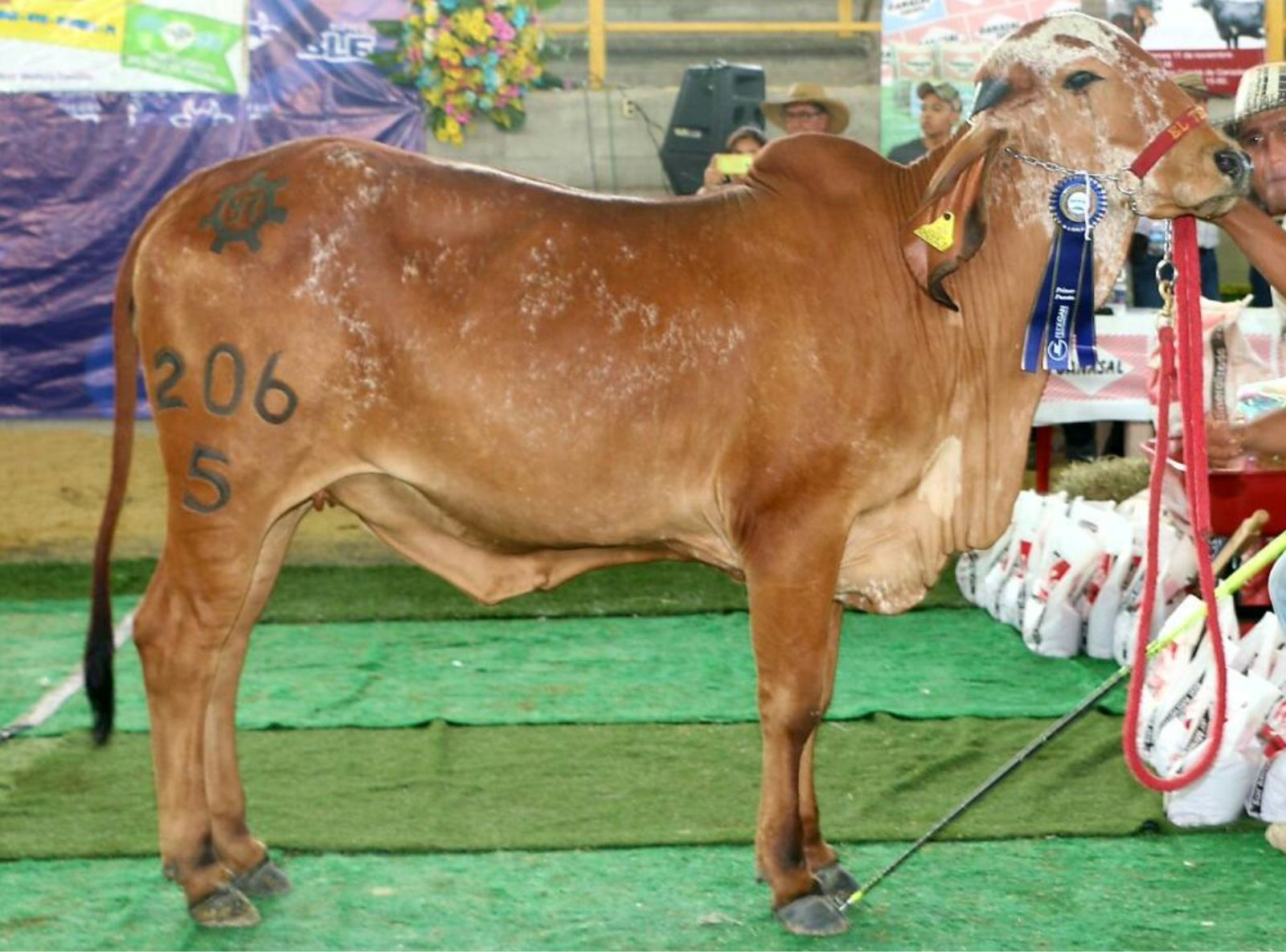 EL TESORO 206 CAMPEÂ DE PISTA NA COLÔMBIA 2016 - FILHA DO CETRO