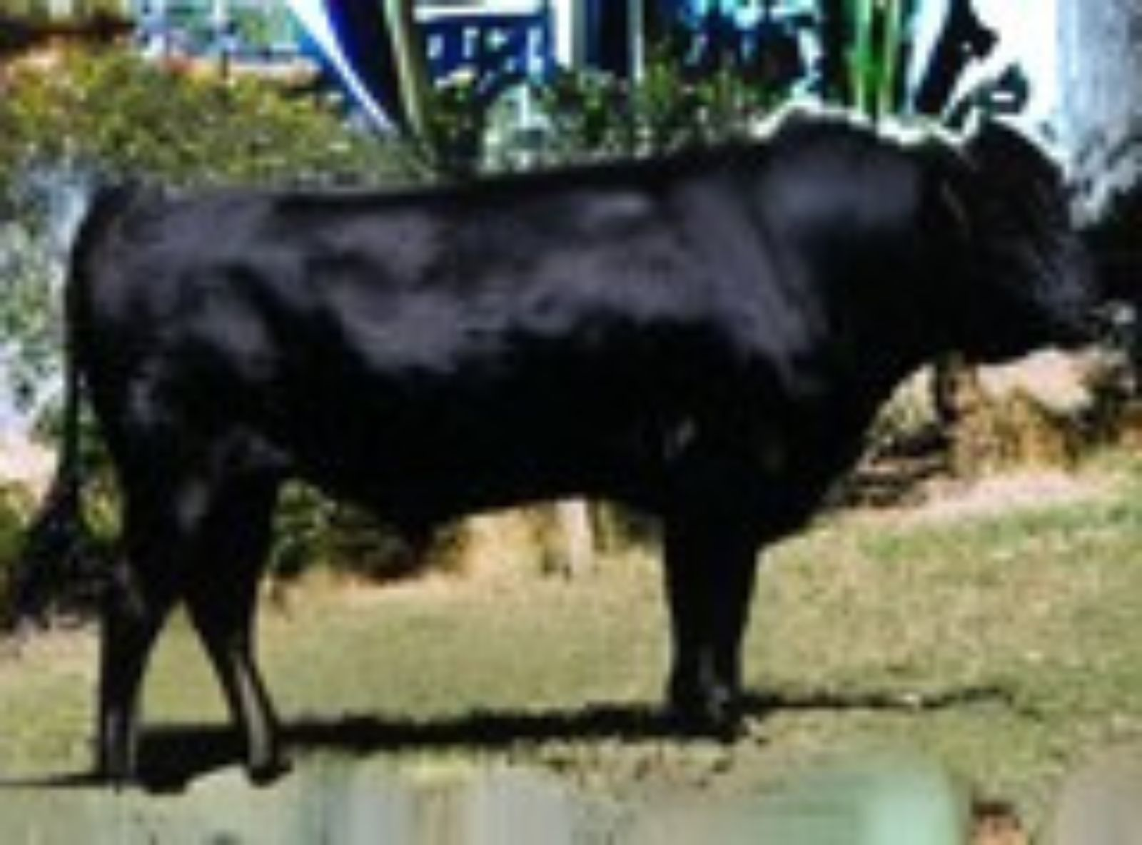 WESTHOLME TERUYAMANAMI - PAI DO KOBE