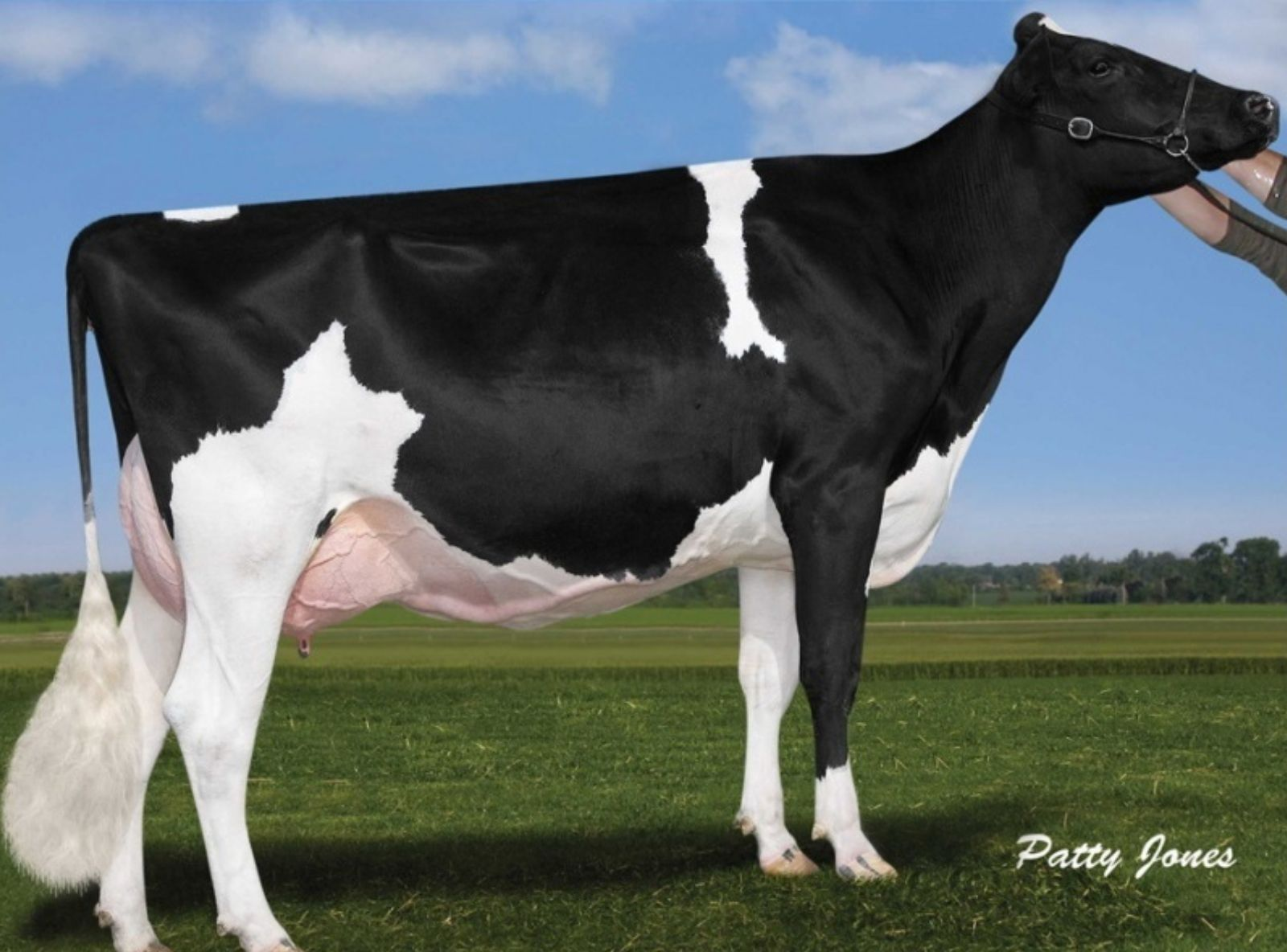 COMESTAR GOLDWYN LILAC VG-89 - BISAVÓ DO ZETA