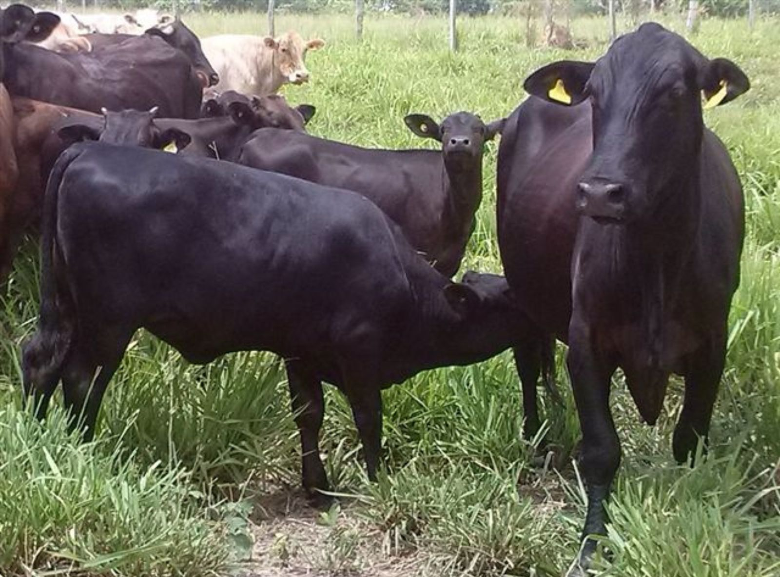 PROGÊNIE EM VACA1/2 SANGUE ANGUS X NELORE